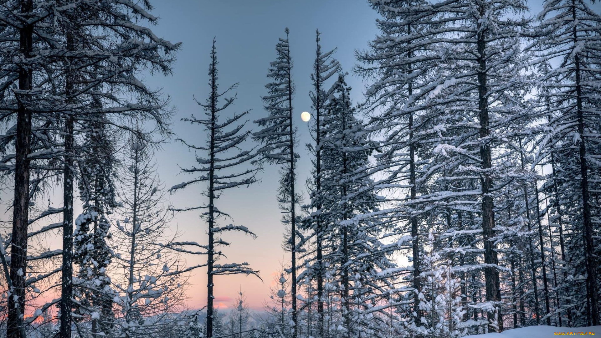 природа, лес, простор