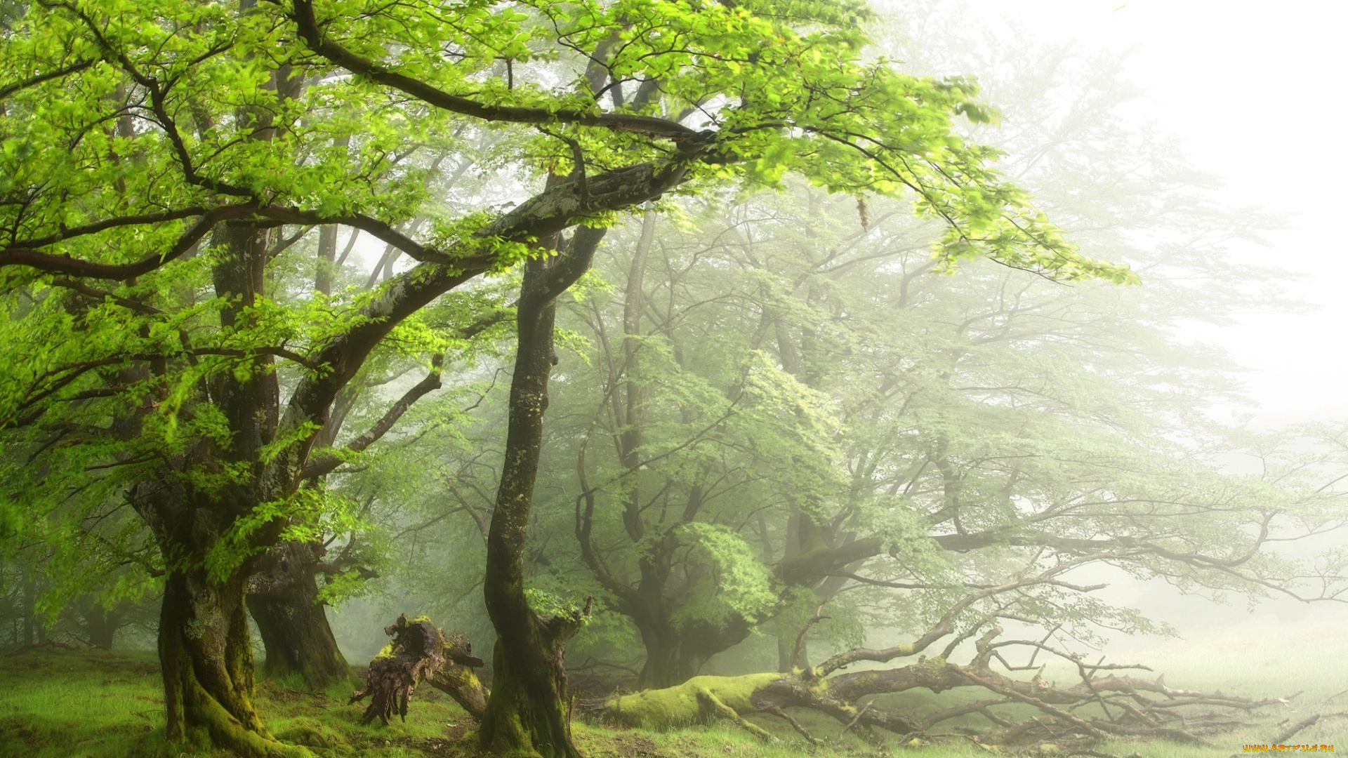 природа, лес, простор