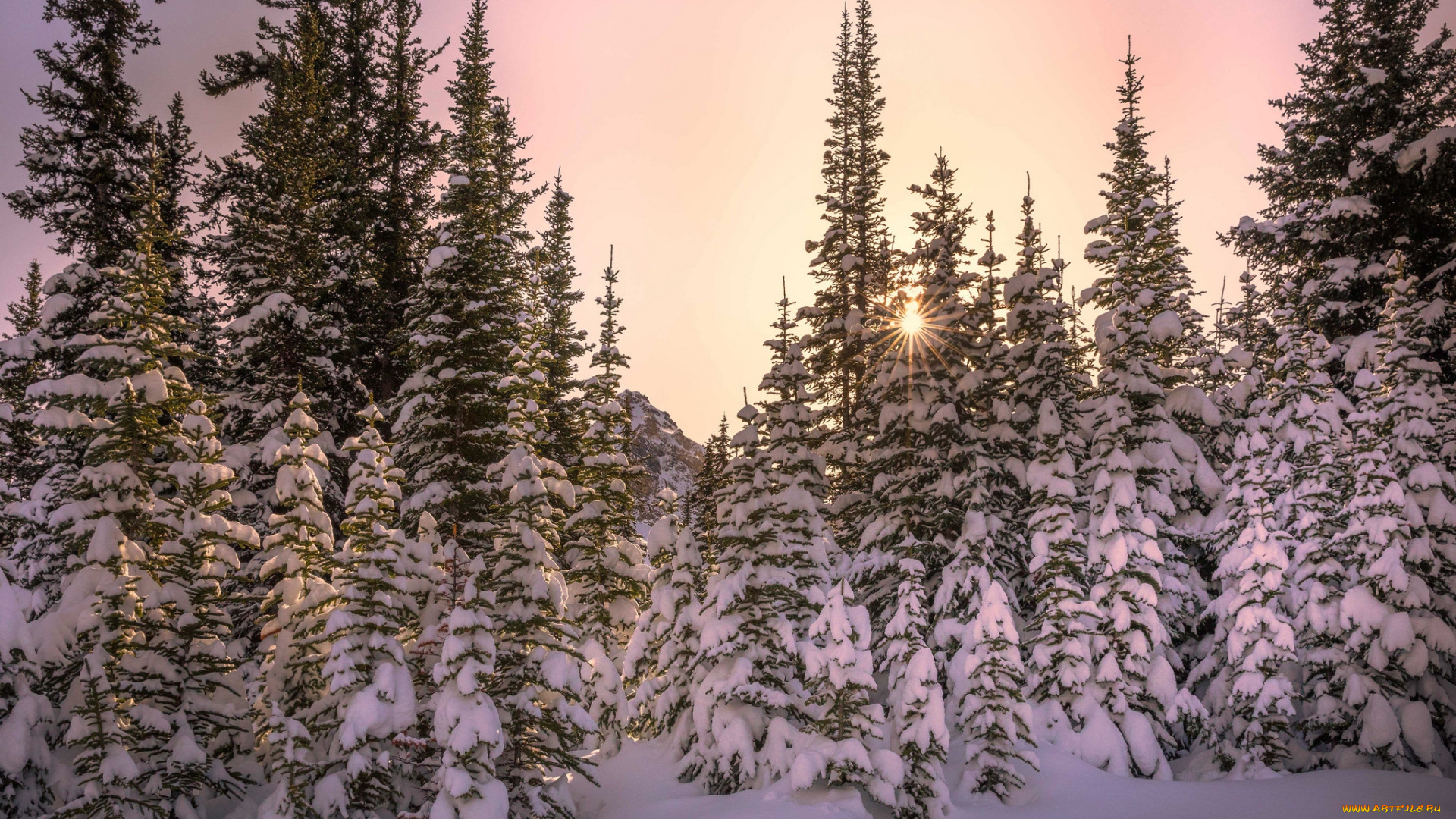 природа, лес, простор