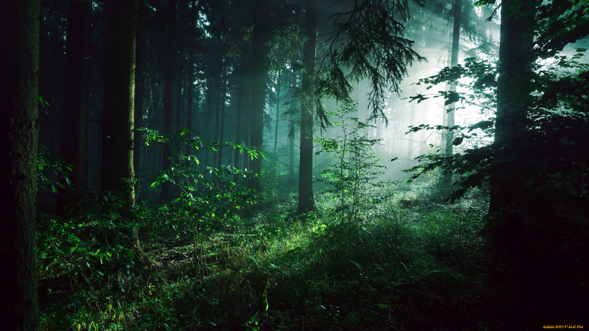 природа, лес, сосны