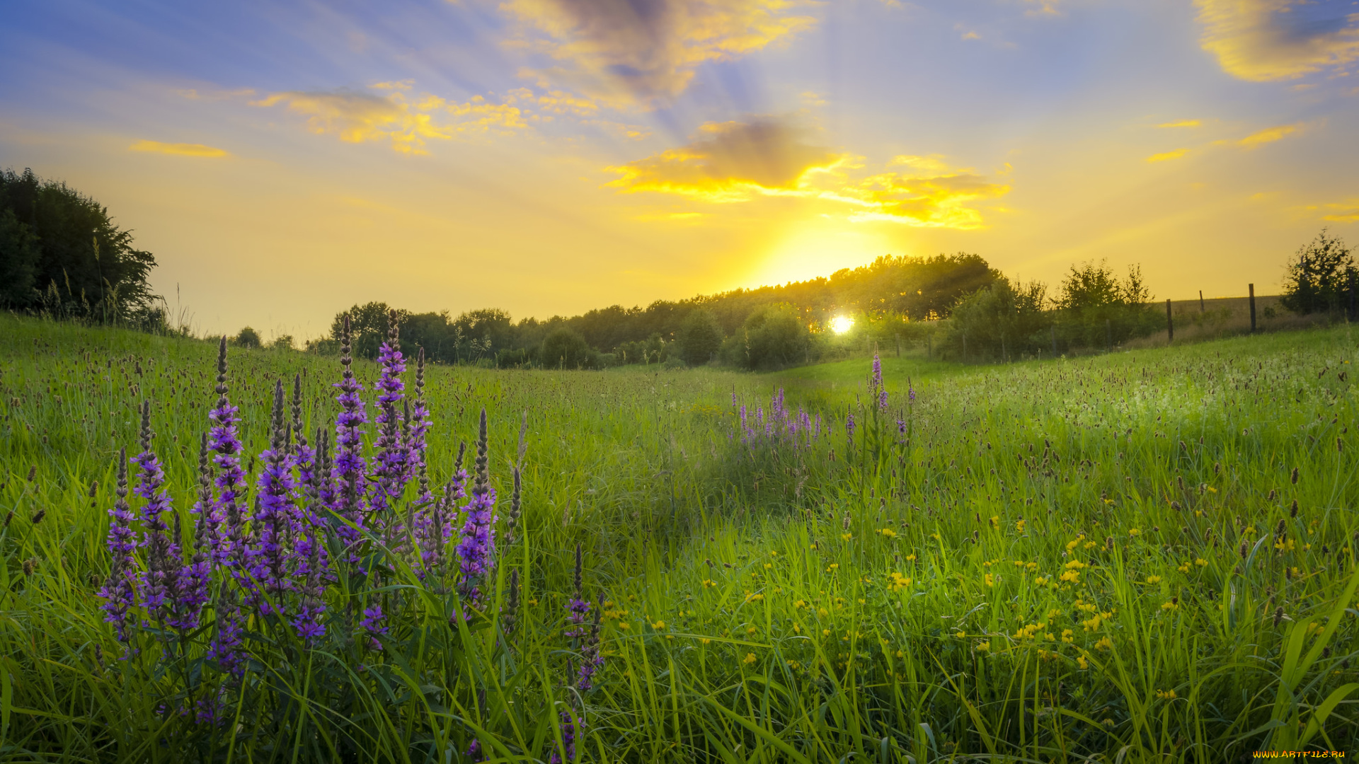 природа, луга, простор