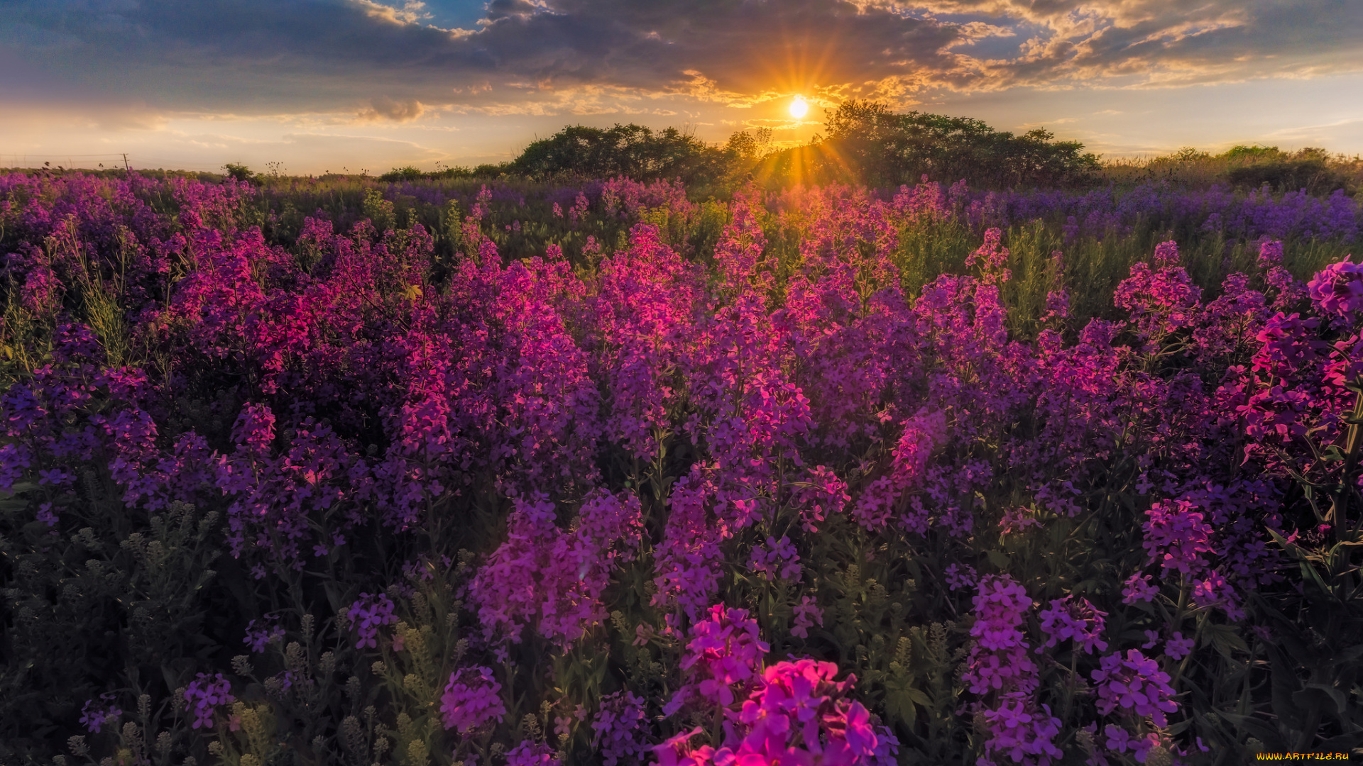 природа, луга, простор