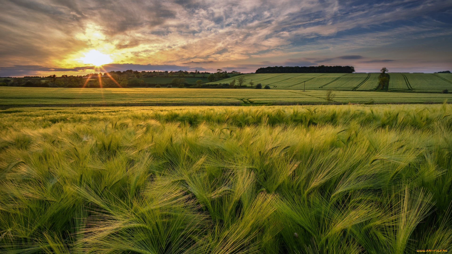 природа, поля, простор