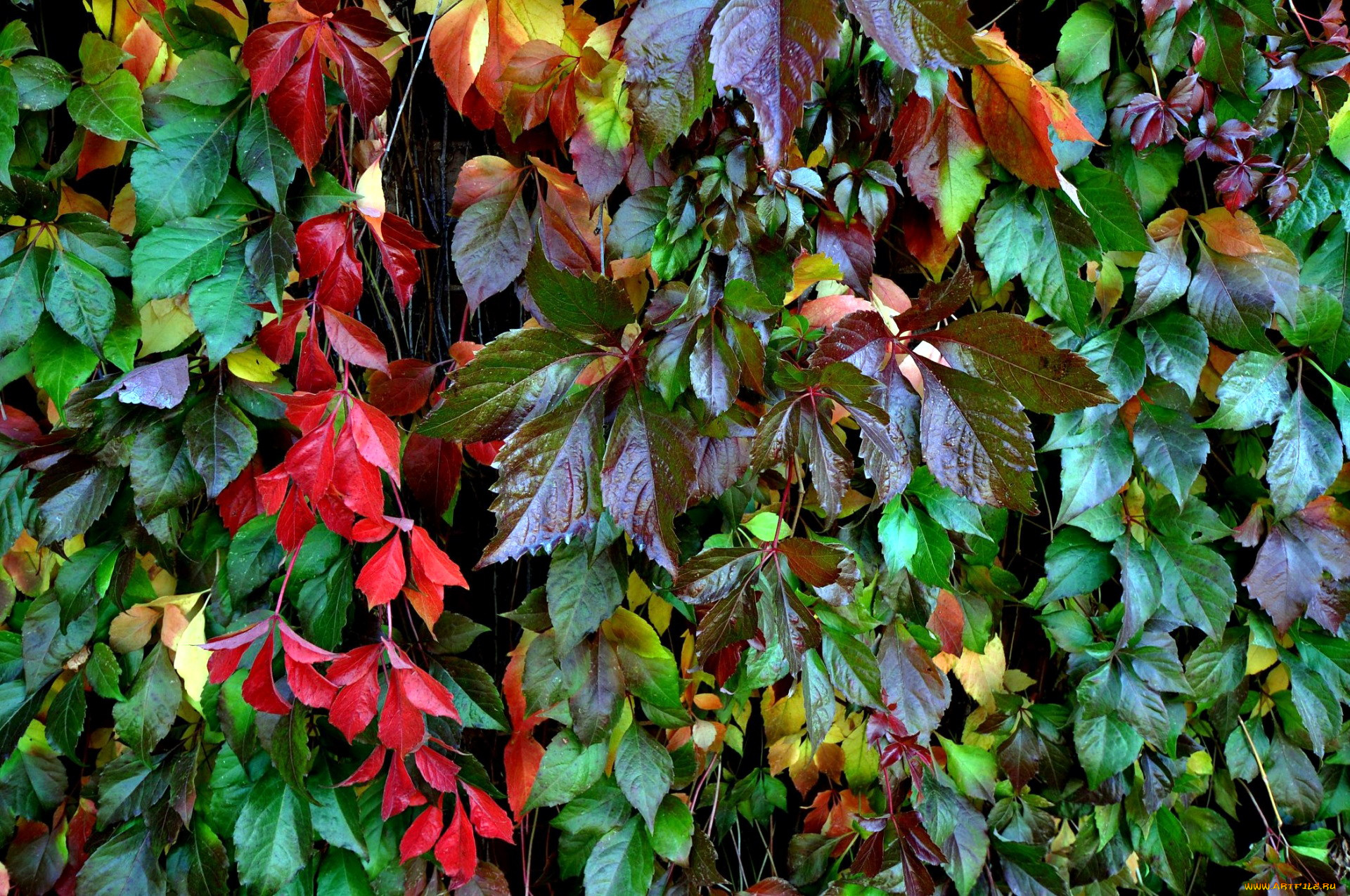 природа, листья, осень