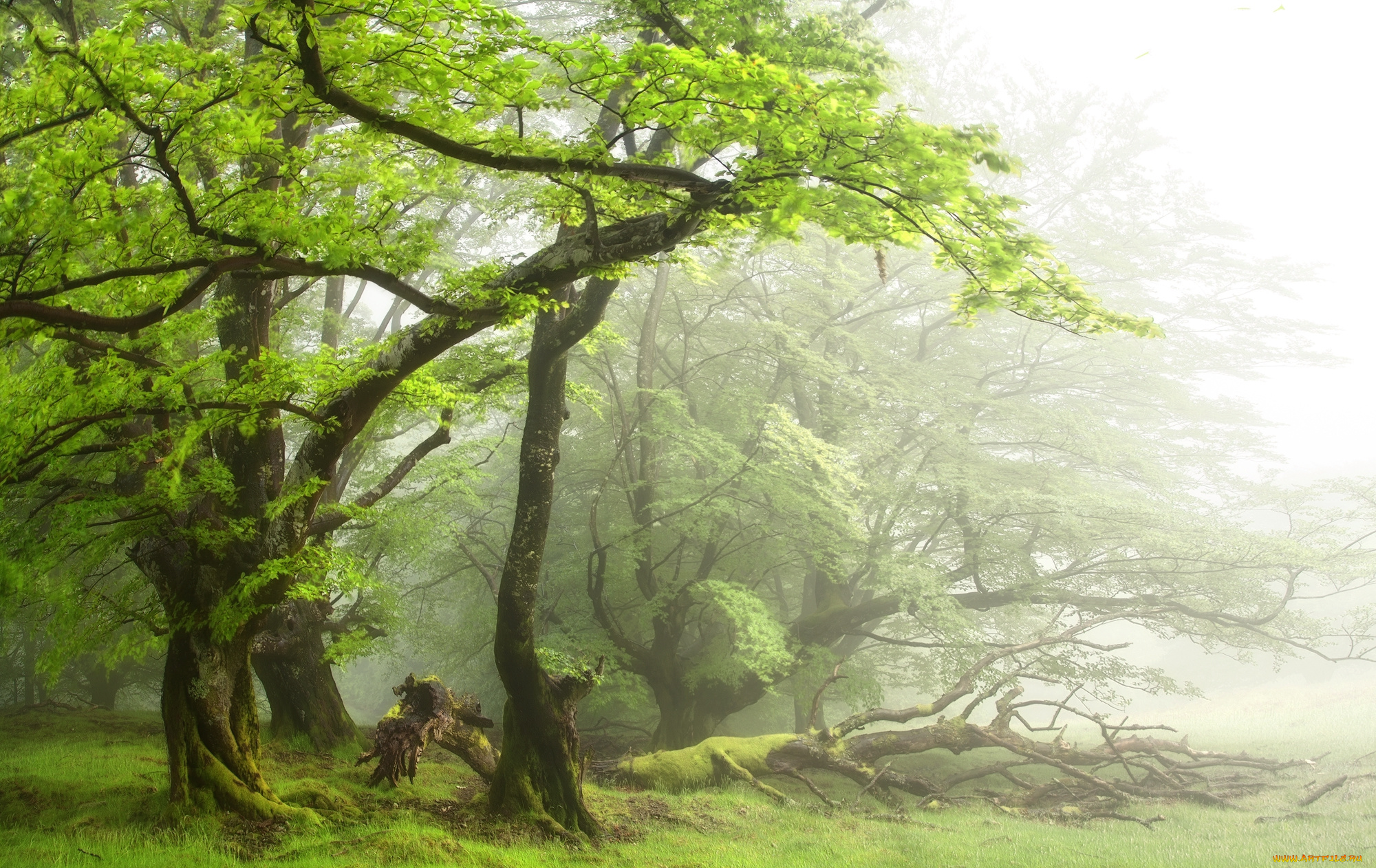 природа, лес, простор