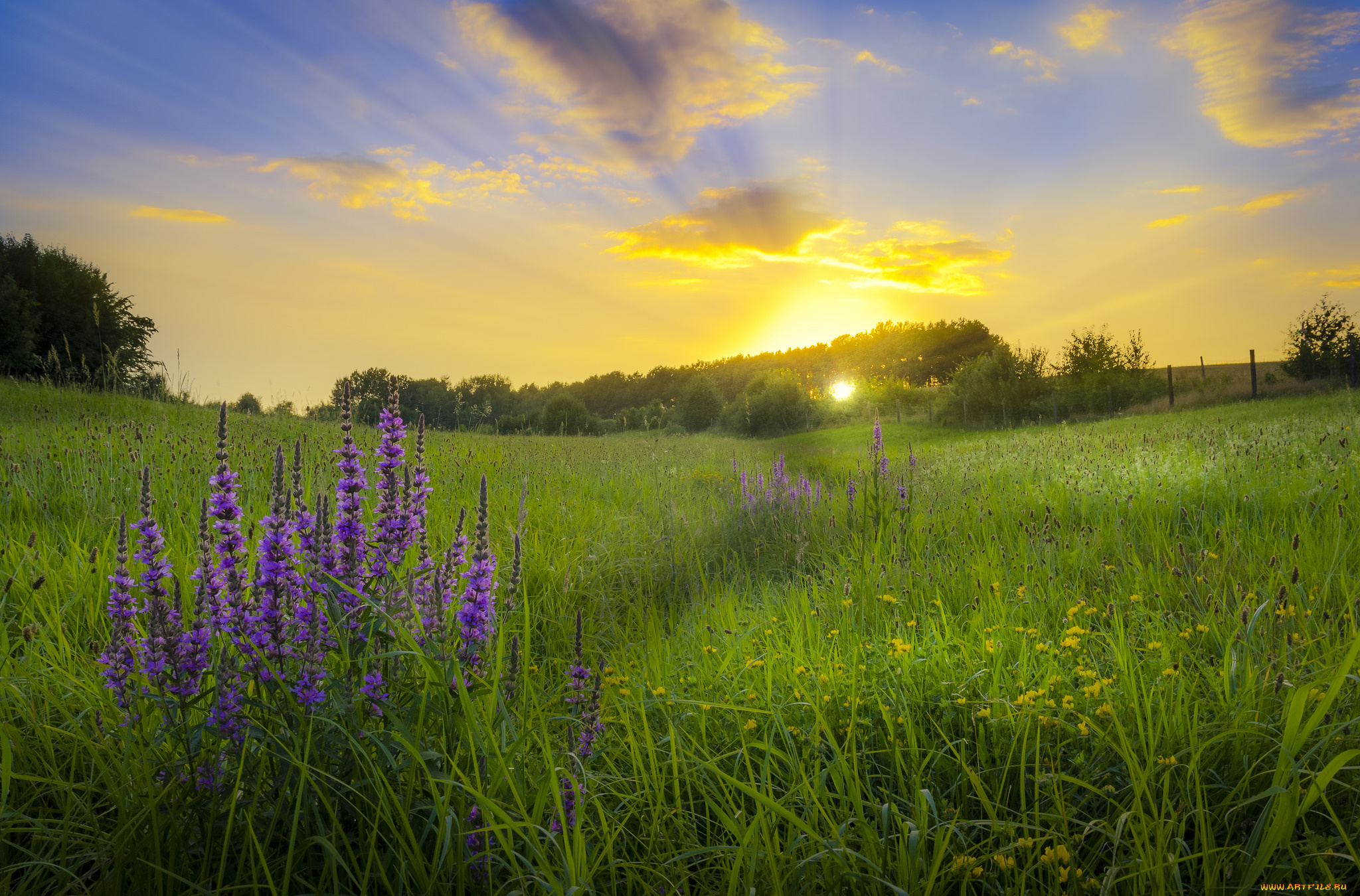 природа, луга, простор