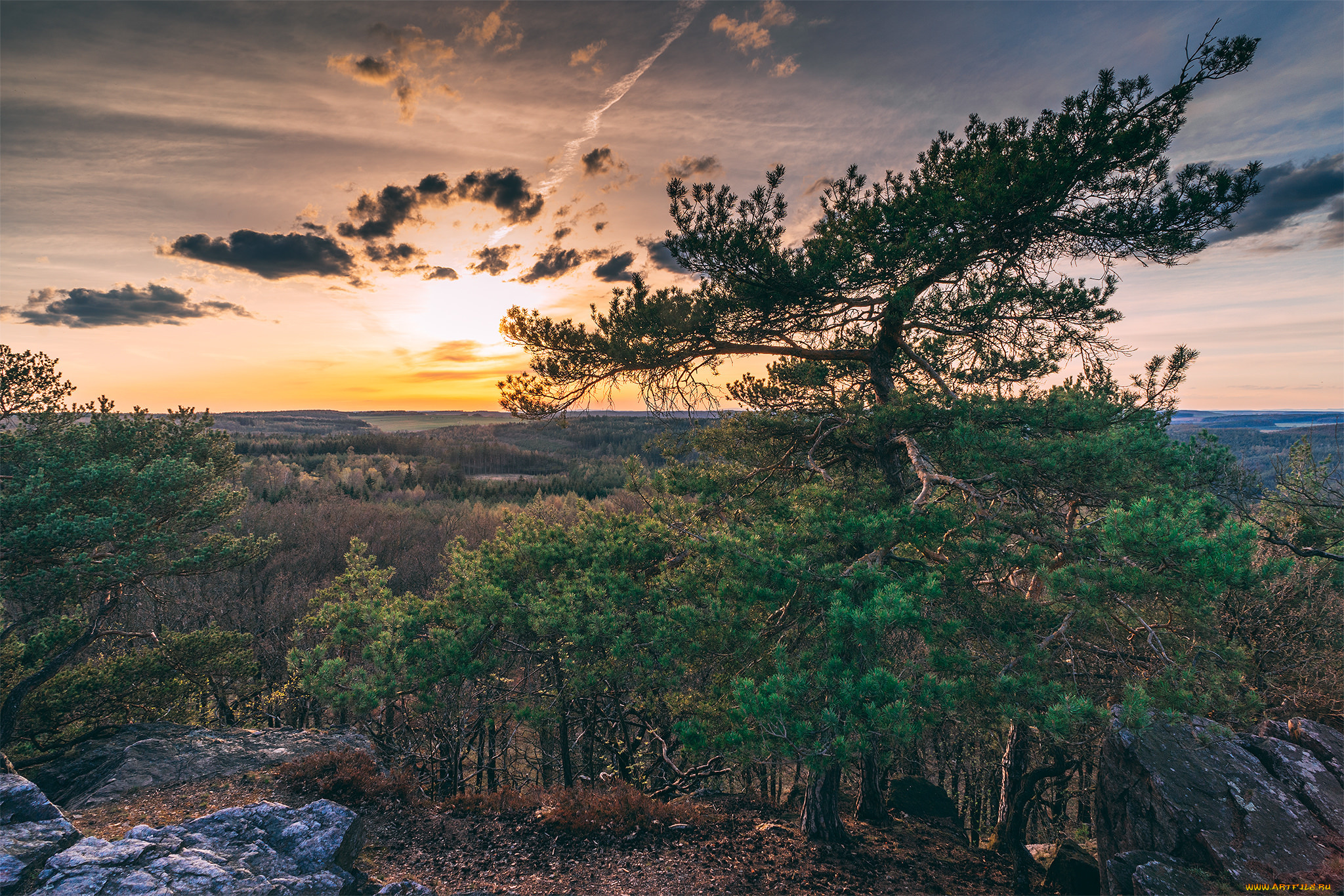 природа, деревья, простор