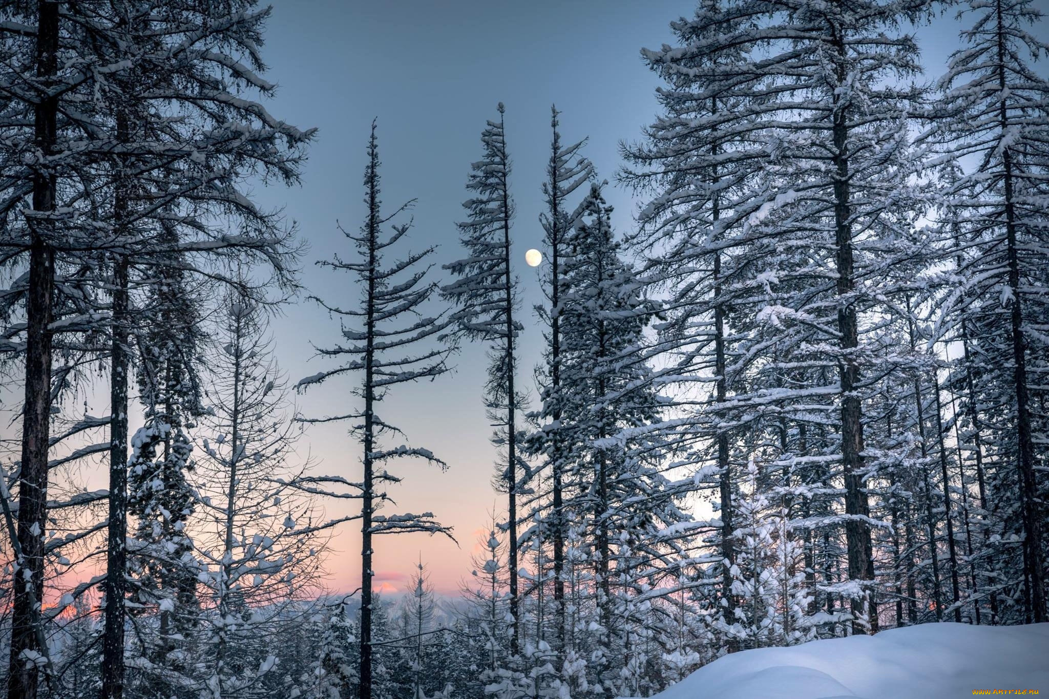 природа, лес, простор