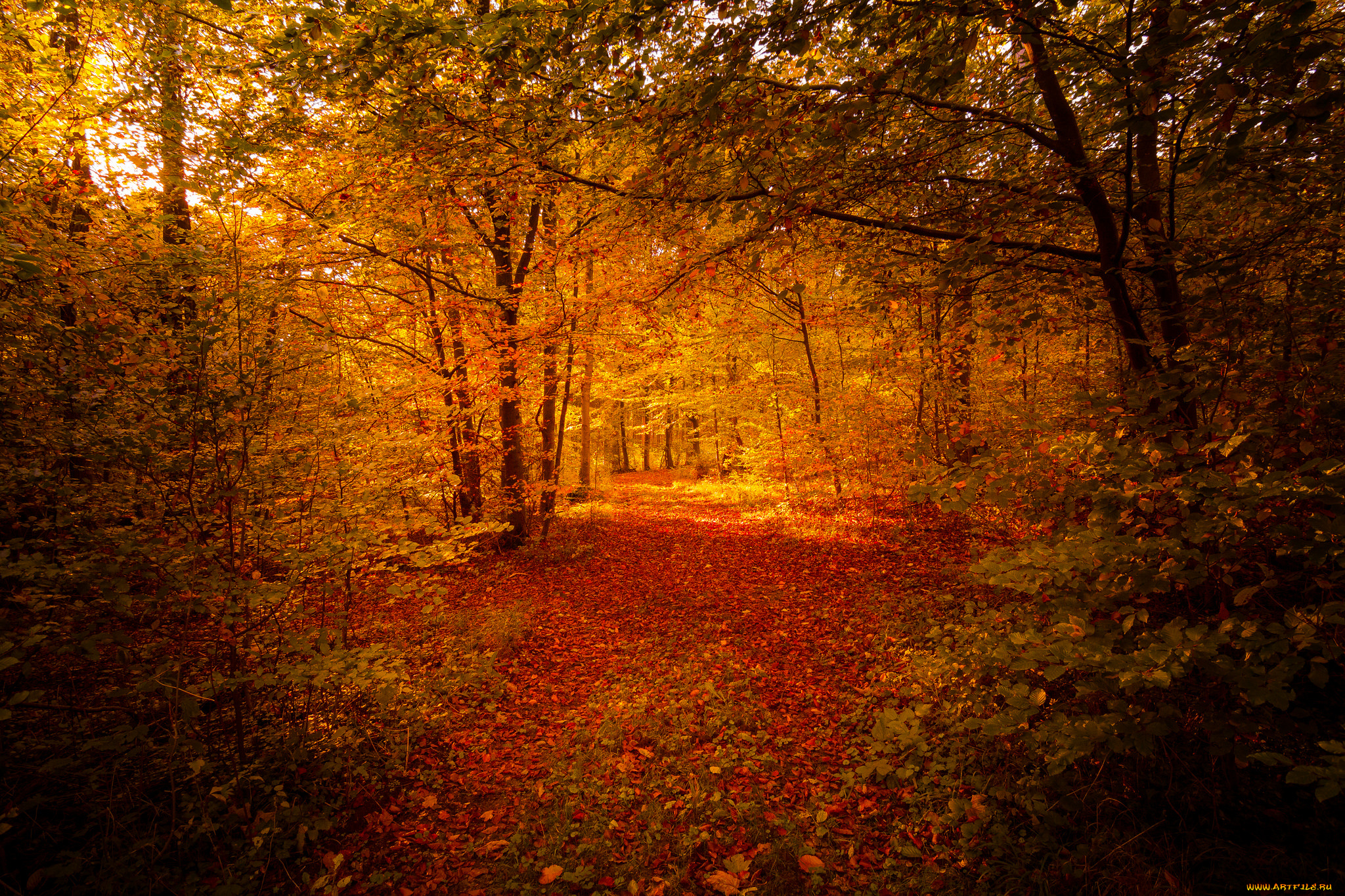 природа, лес, простор