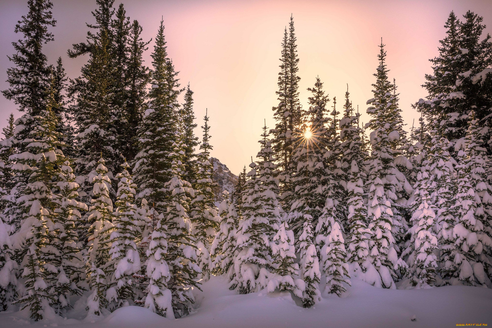 природа, лес, простор