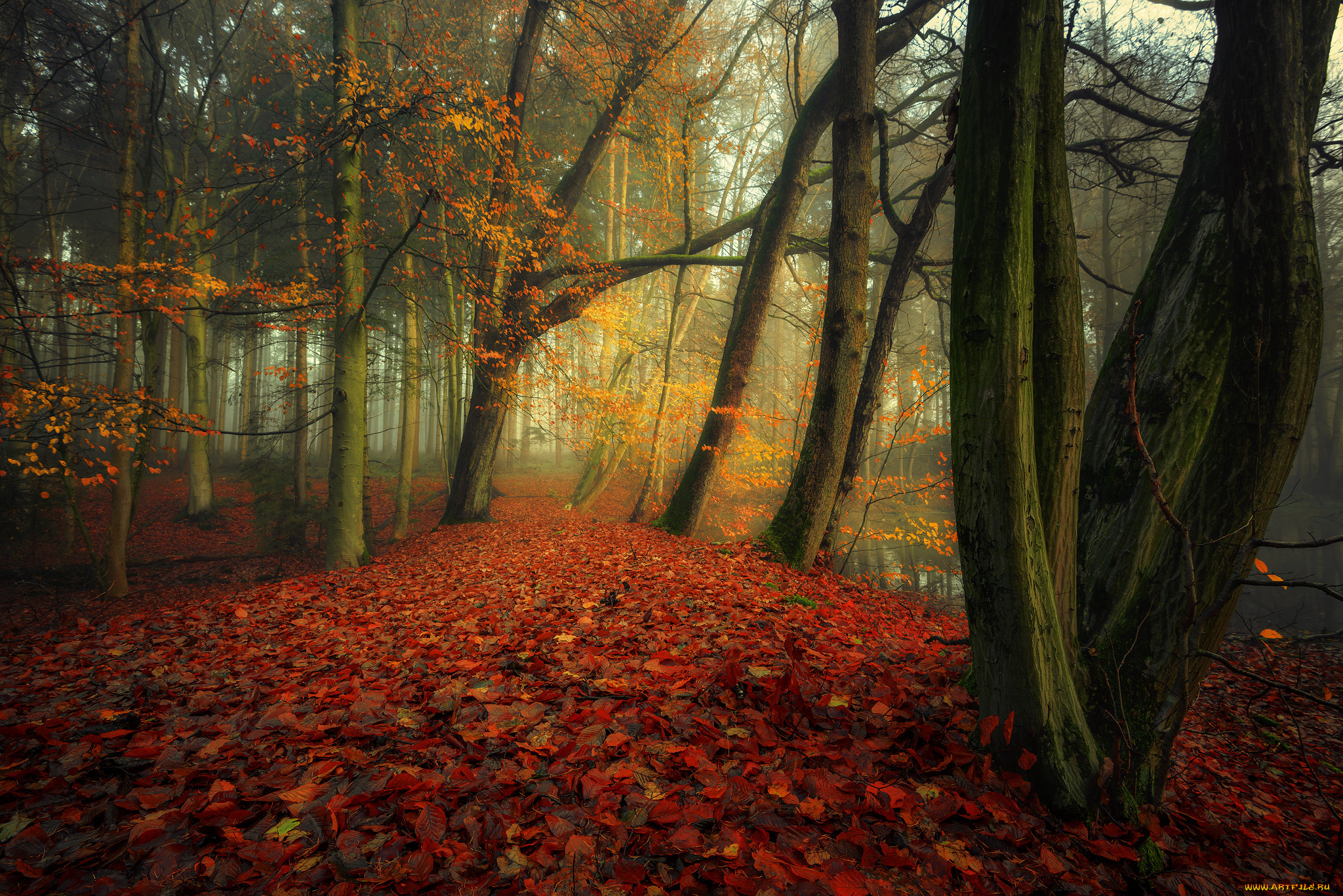 природа, лес, простор