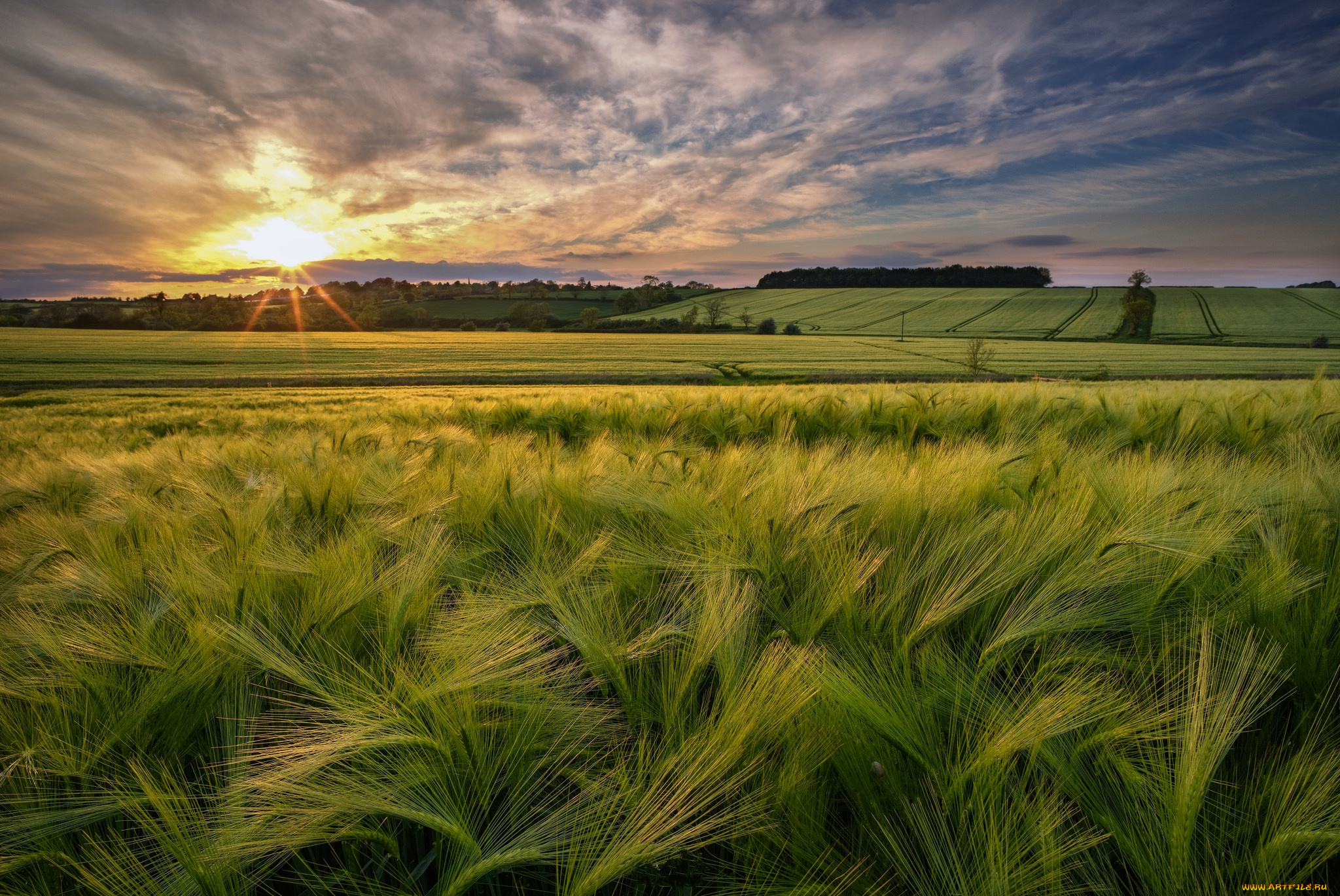 природа, поля, простор