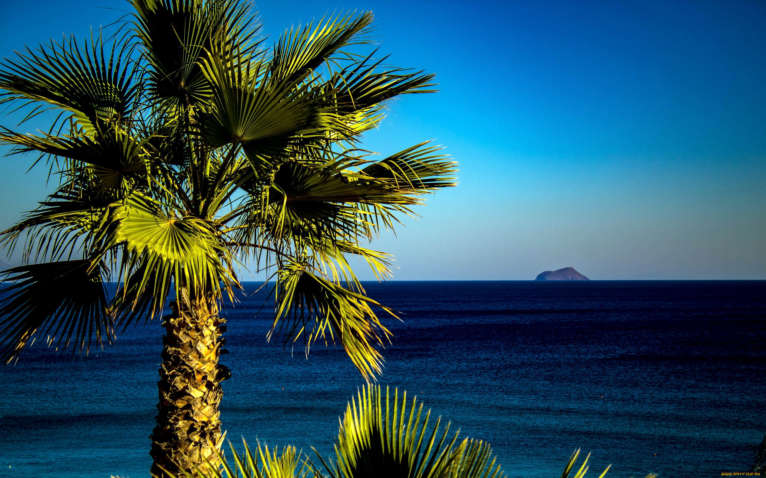 природа, тропики, пальма