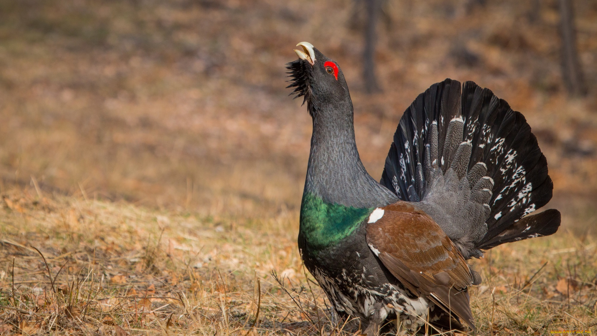 глухарь, животные, глухари, , тетерева, ток, лес, птица