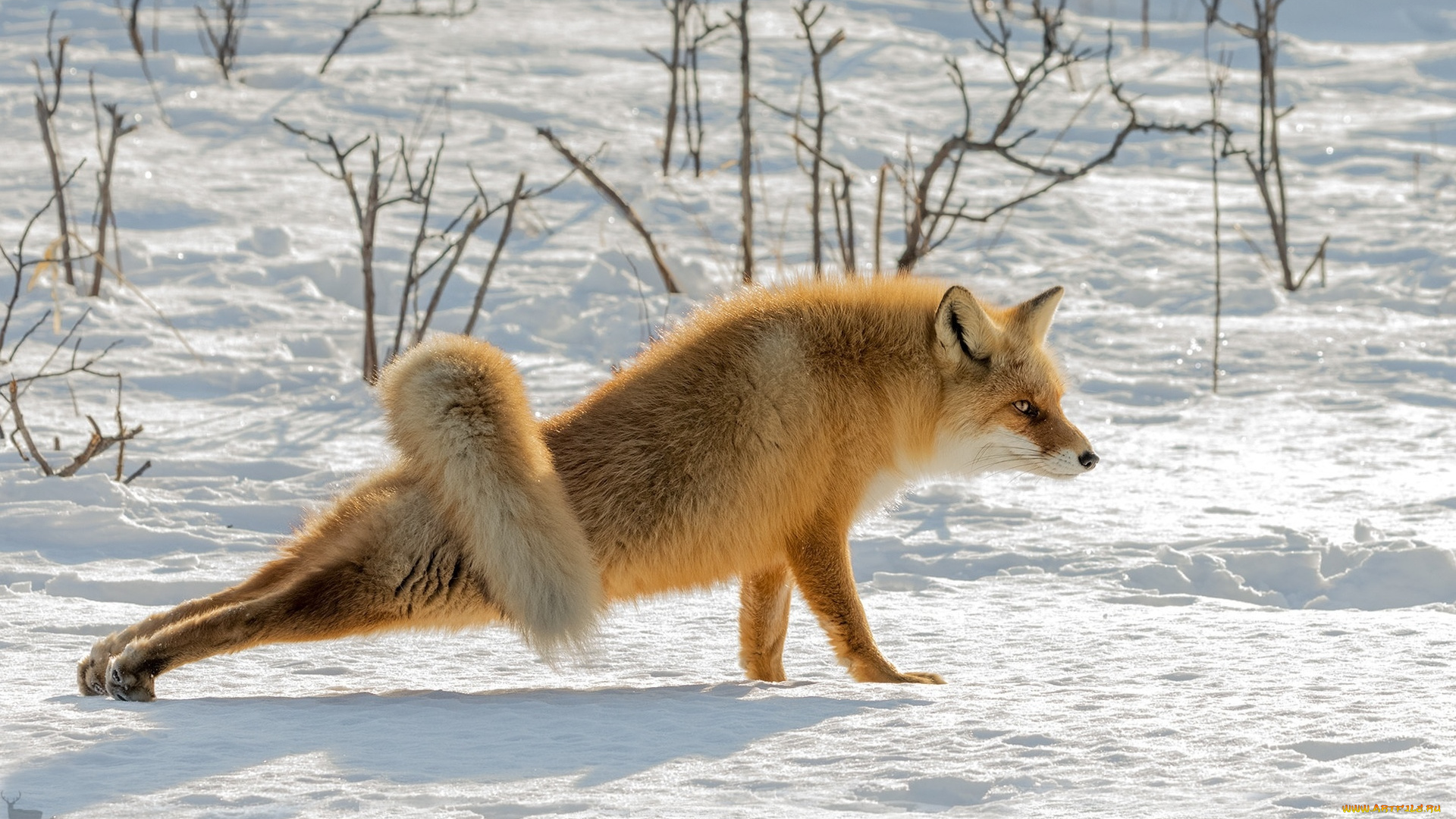 животные, лисы, лиса