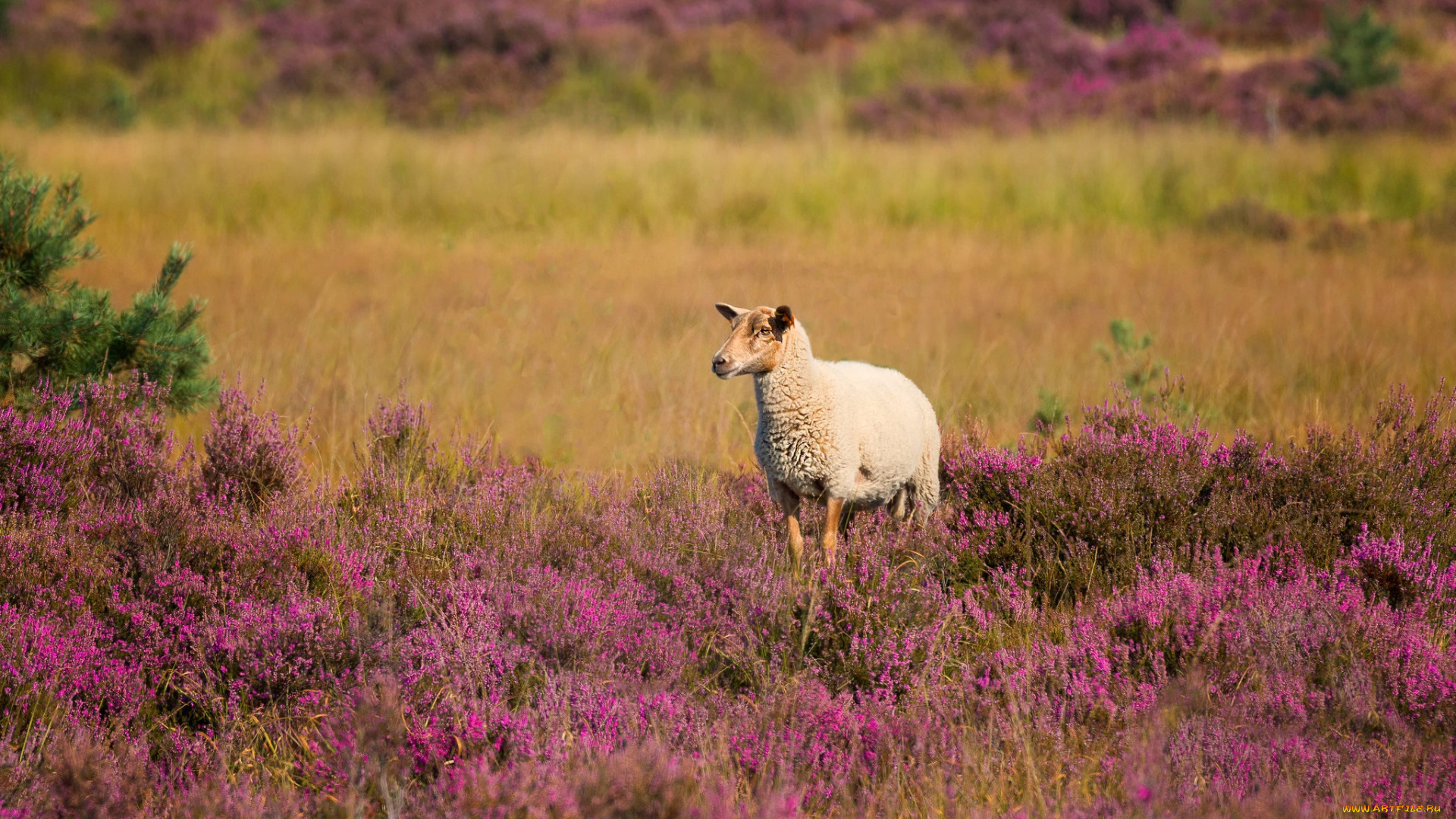 животные, овцы, , бараны, баран