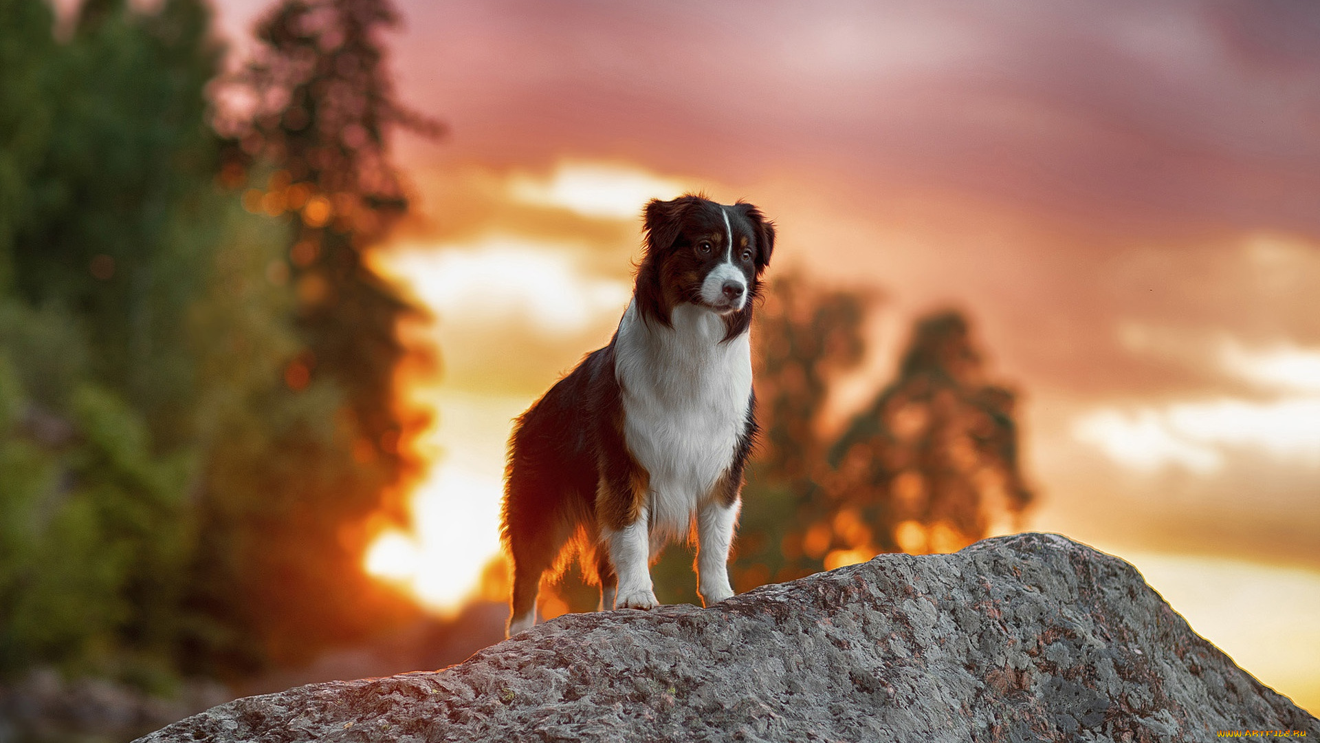 животные, собаки, собака