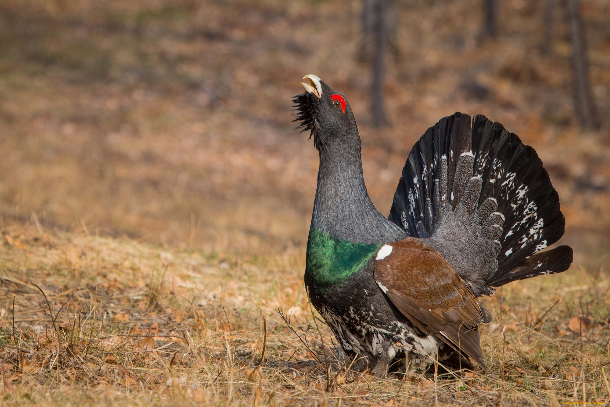 глухарь, животные, глухари, , тетерева, ток, лес, птица