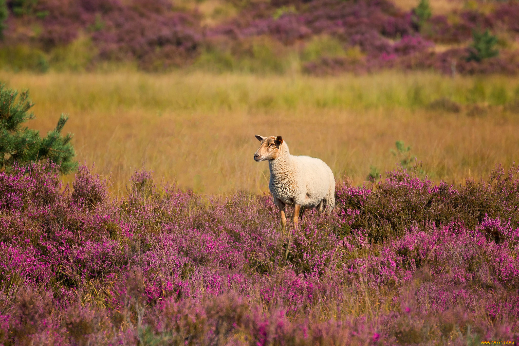 животные, овцы, , бараны, баран