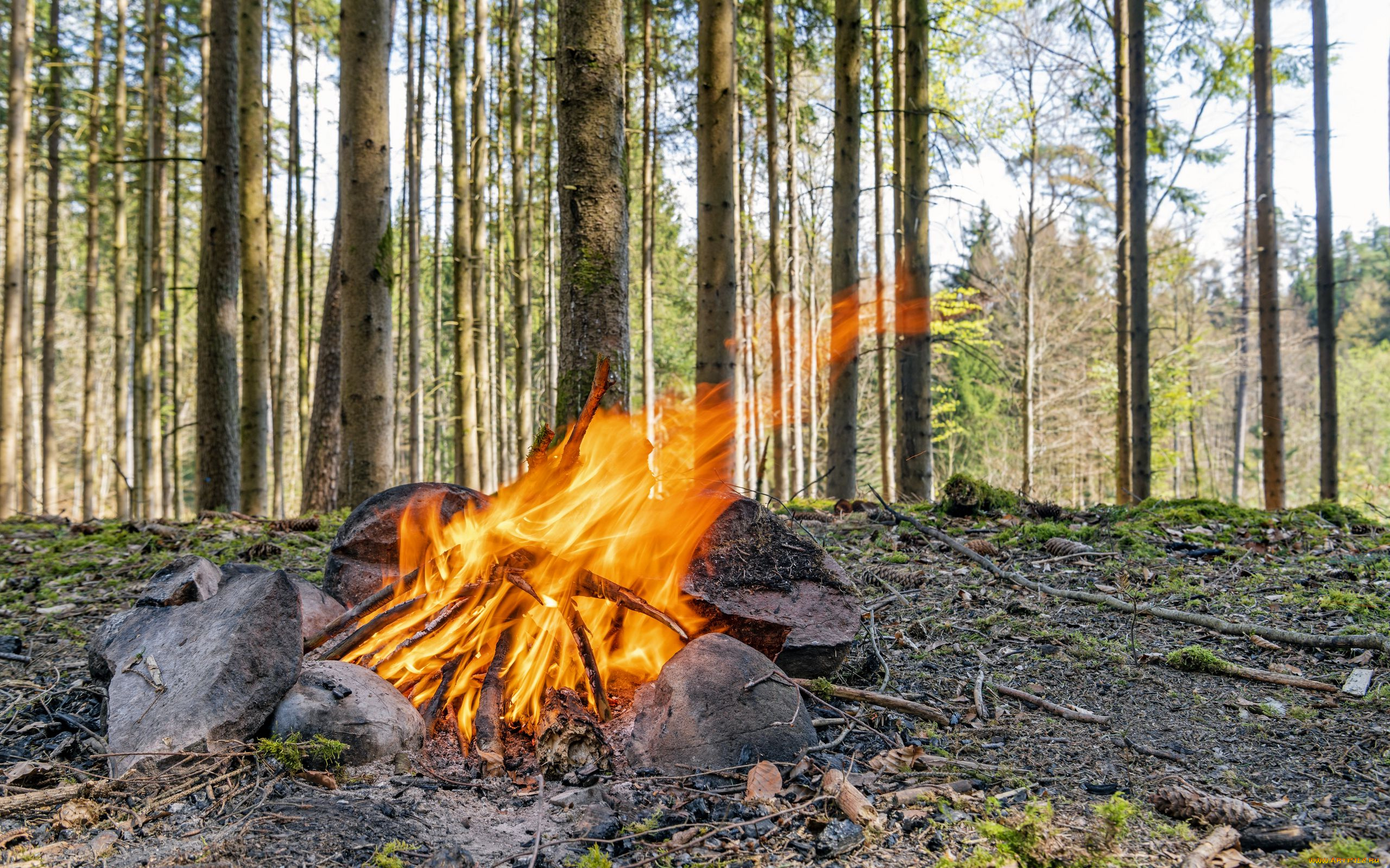 природа, огонь, костер