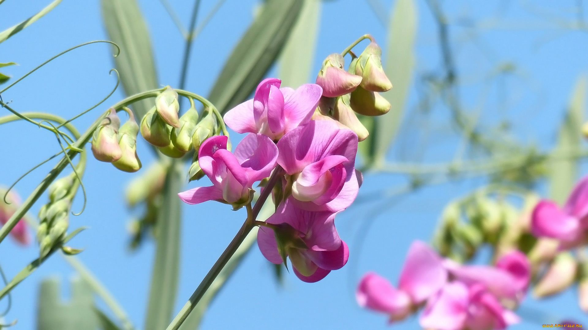 цветы, душистый, горошек, розовый, душистый, горошек, макро