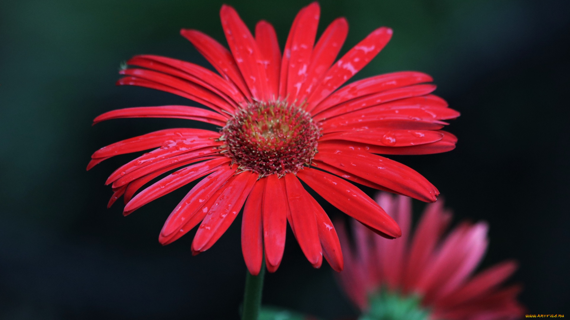 цветы, герберы, красная, гербера, макро, капли
