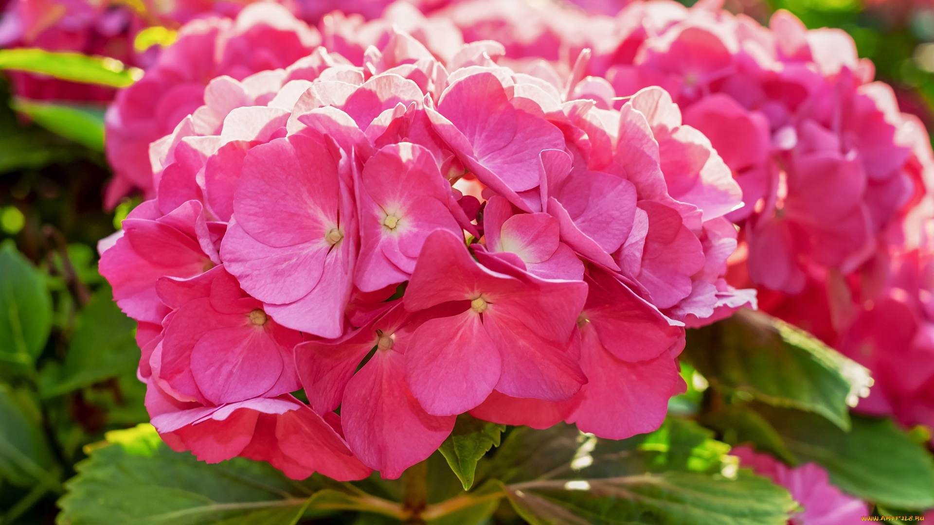 цветы, гортензия, розовая, куст