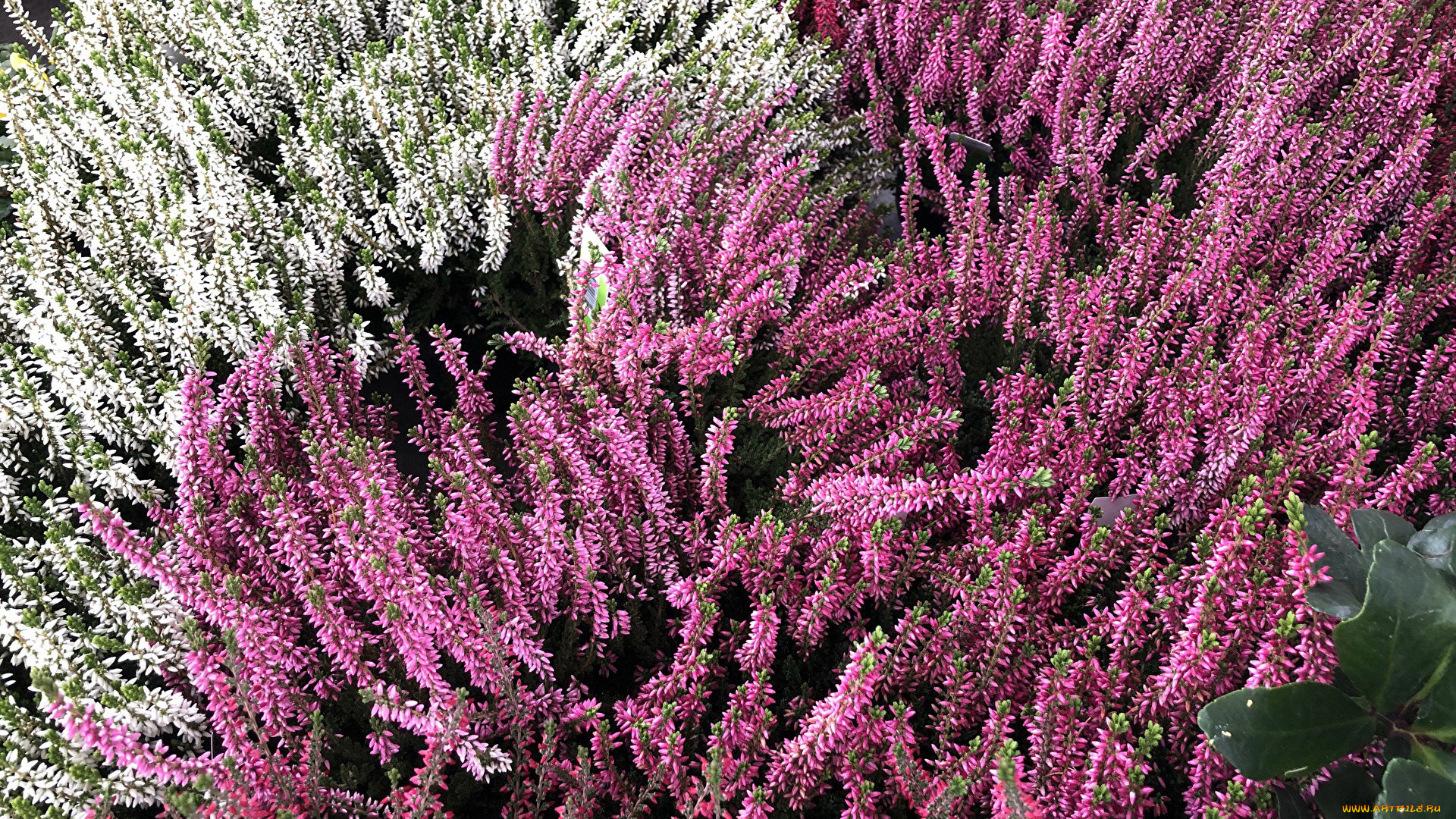 цветы, вереск, , эрики, белый, розовый