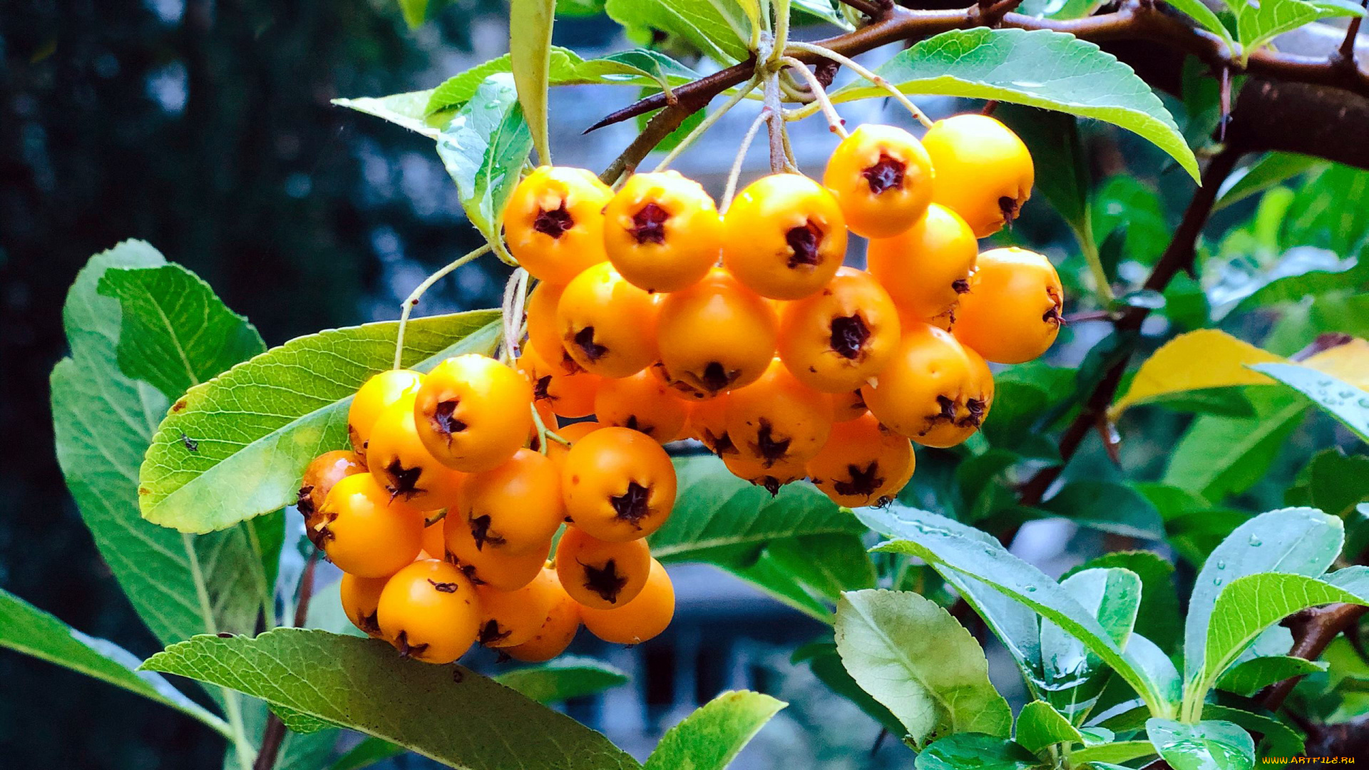 природа, ягоды, , рябина, рябина