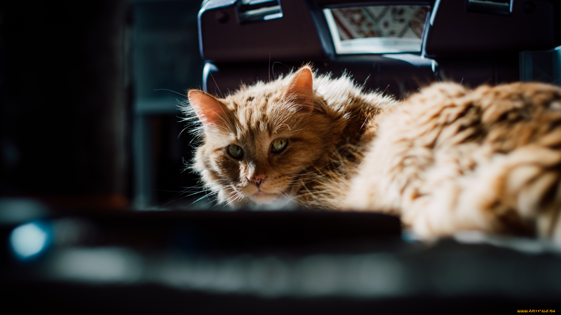 животные, коты, кот, кошка