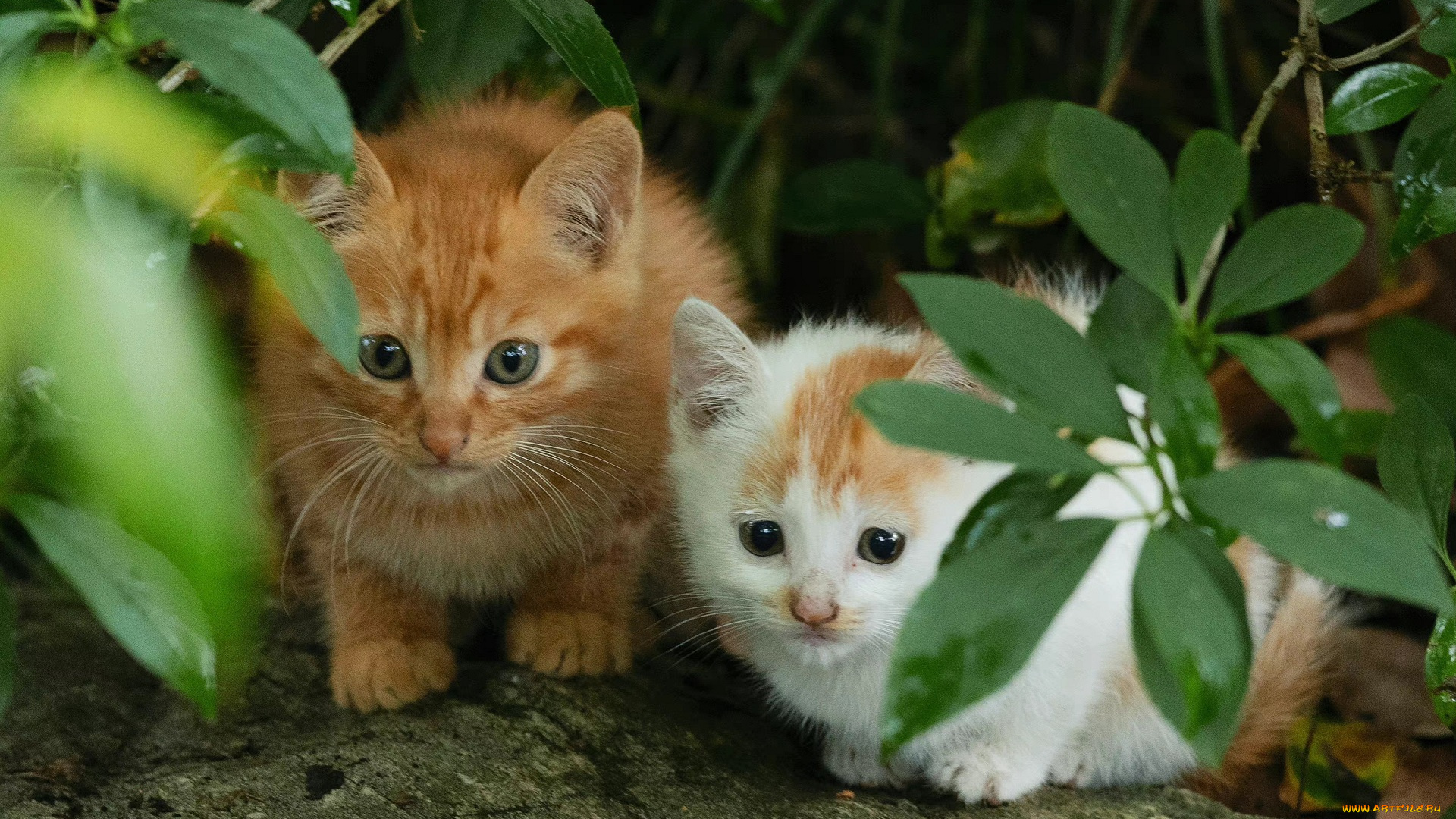 животные, коты, котята