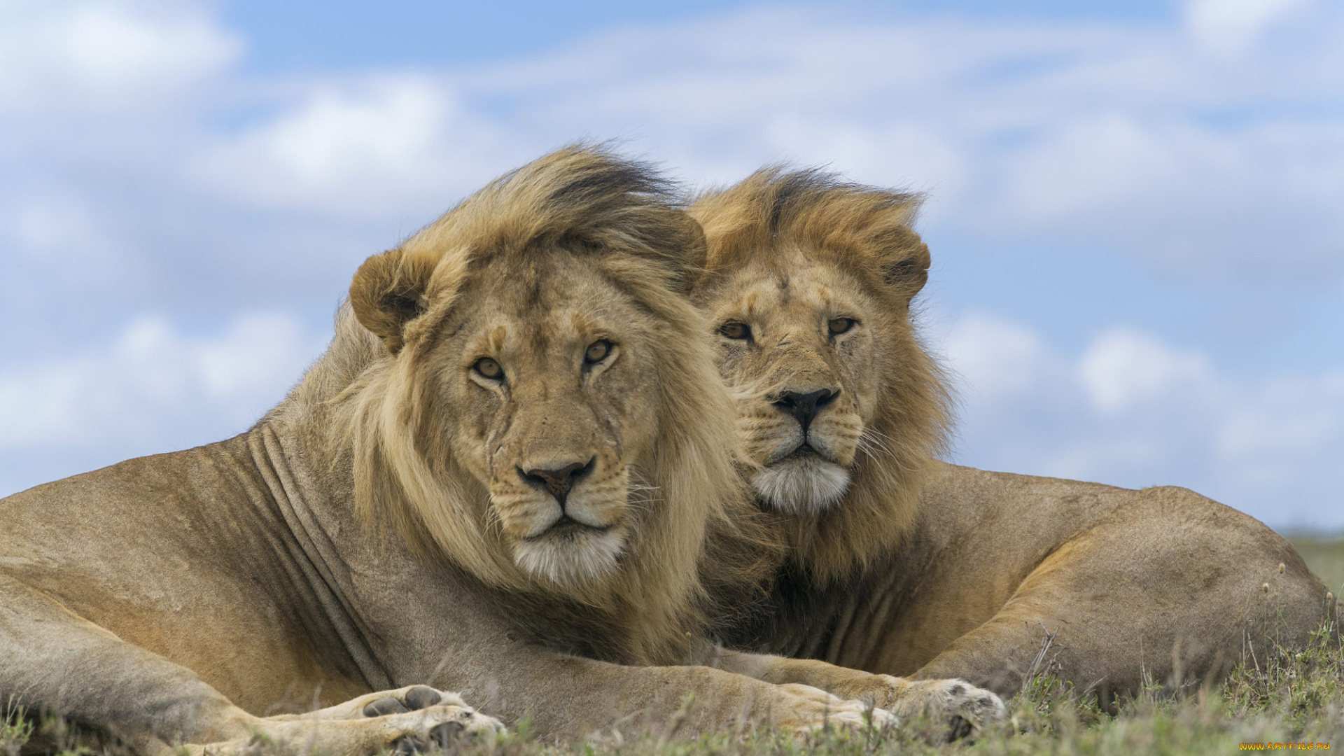 животные, львы