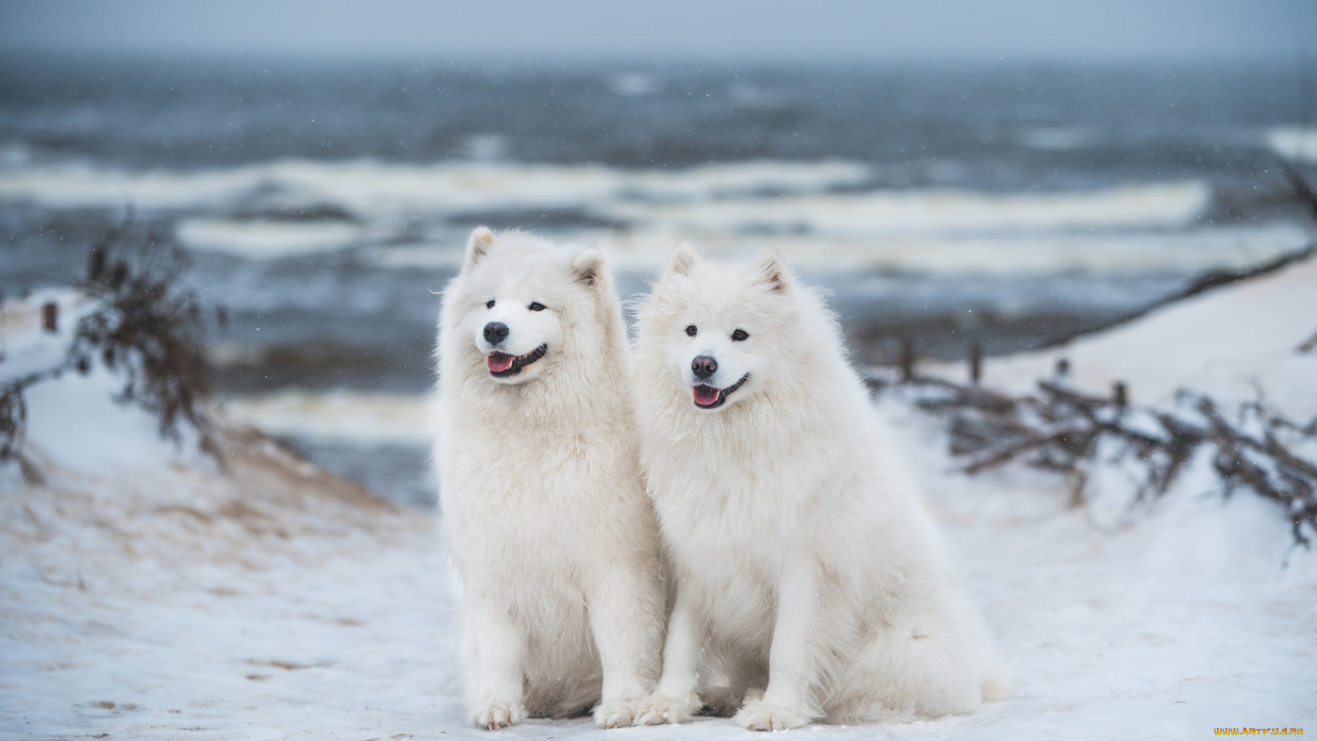 животные, собаки