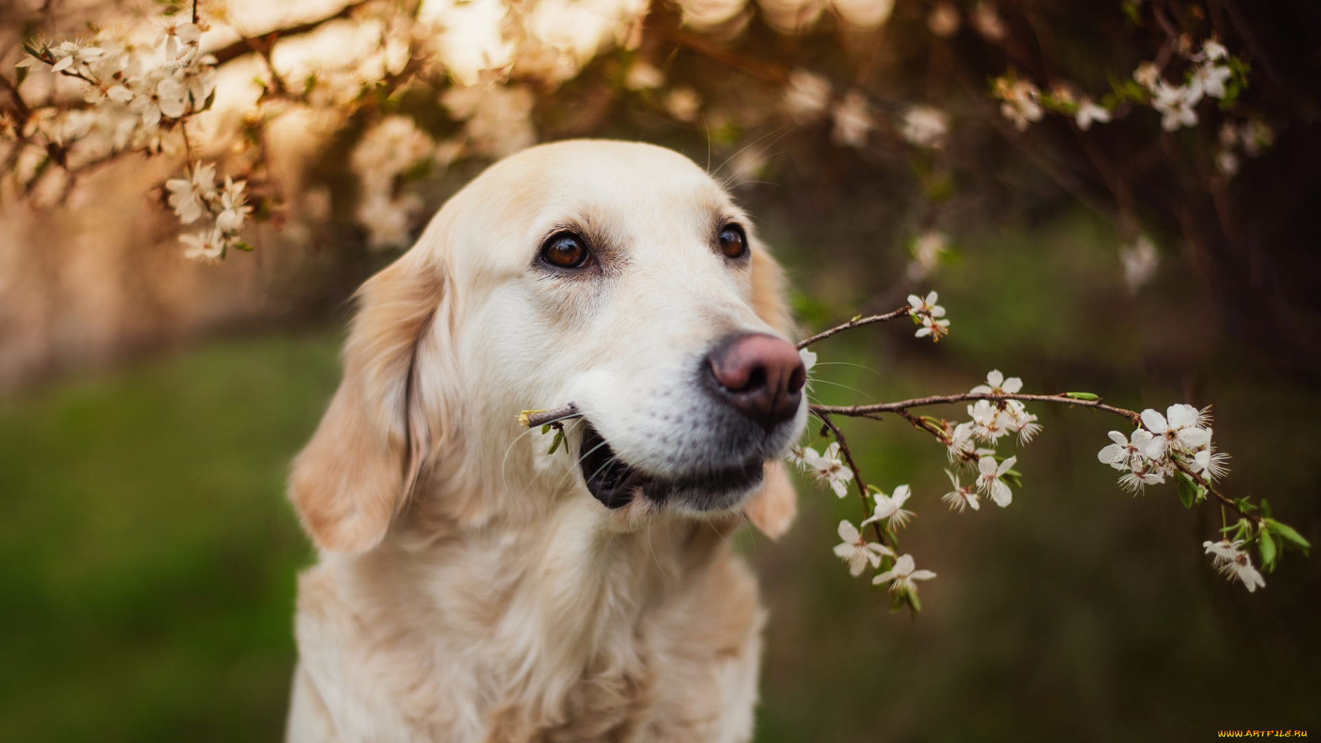животные, собаки, собака