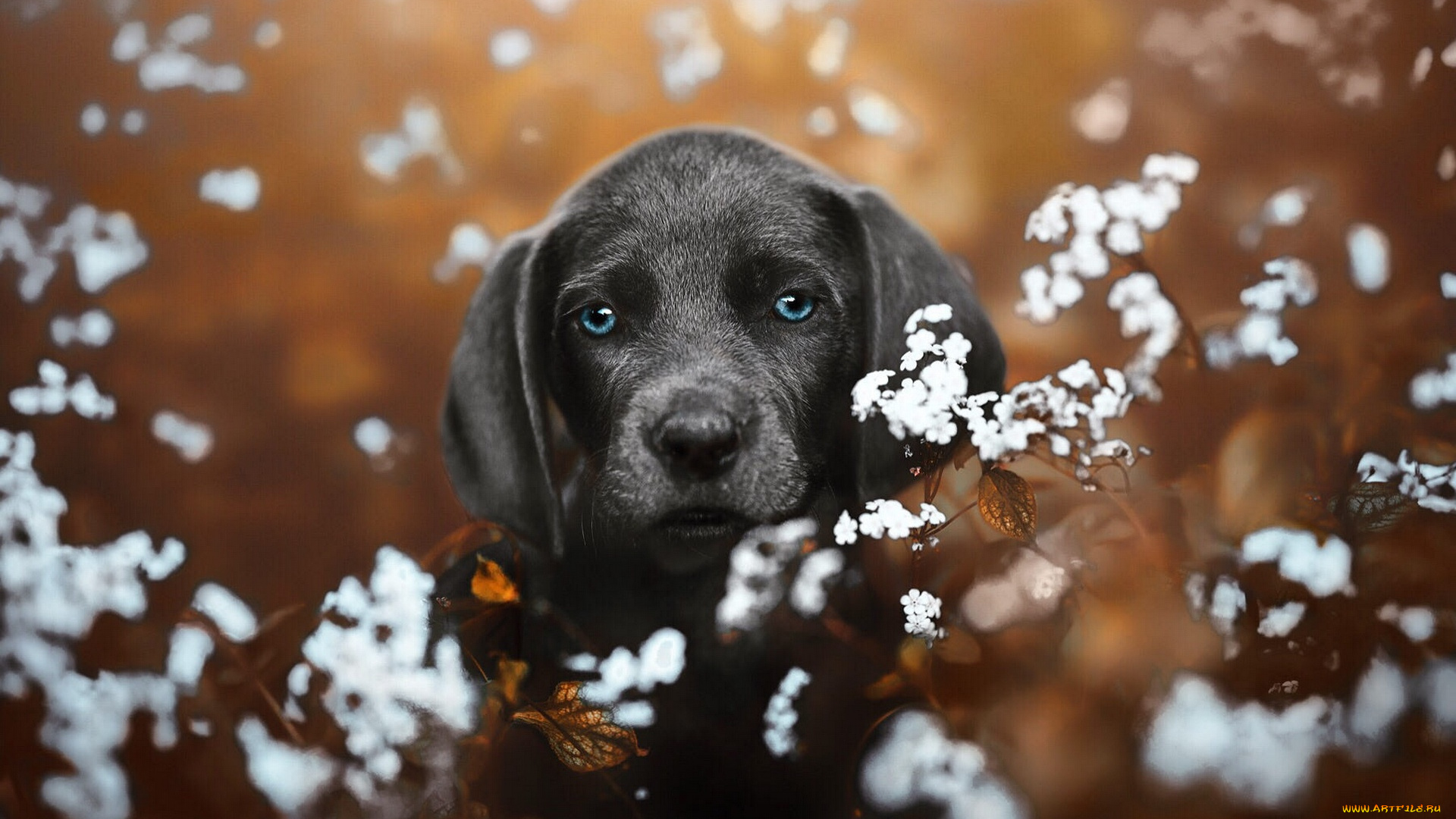 животные, собаки, собака