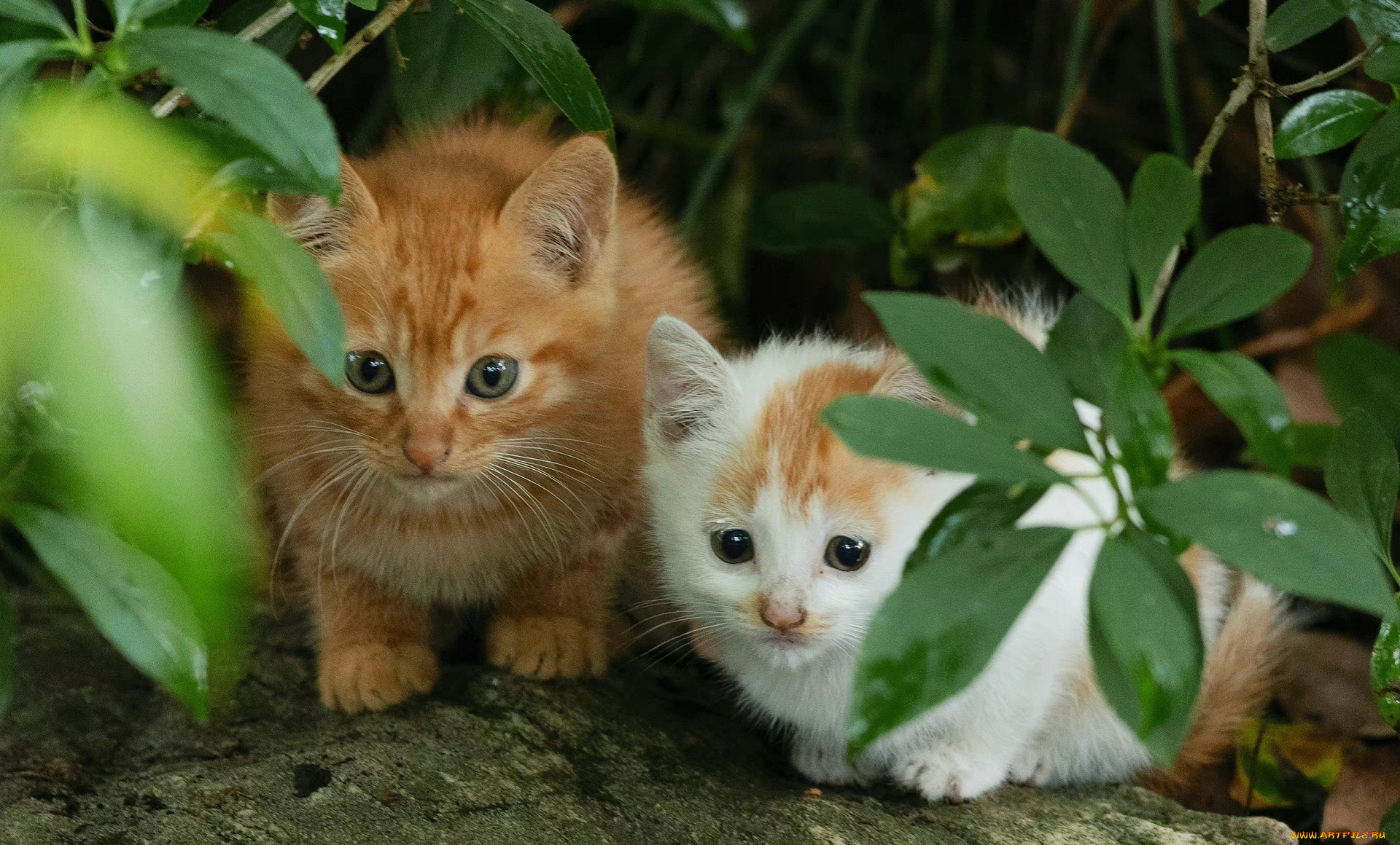 животные, коты, котята