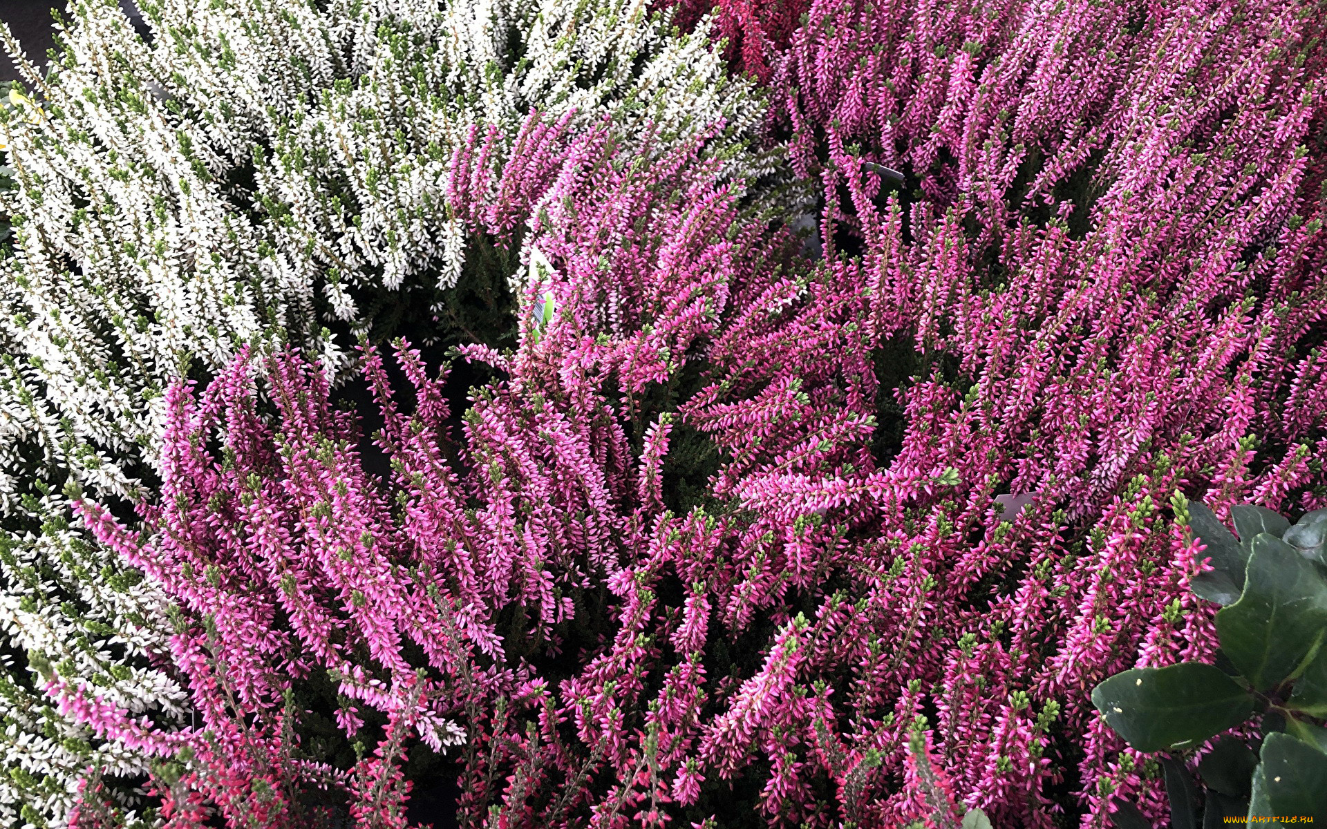 цветы, вереск, , эрики, белый, розовый