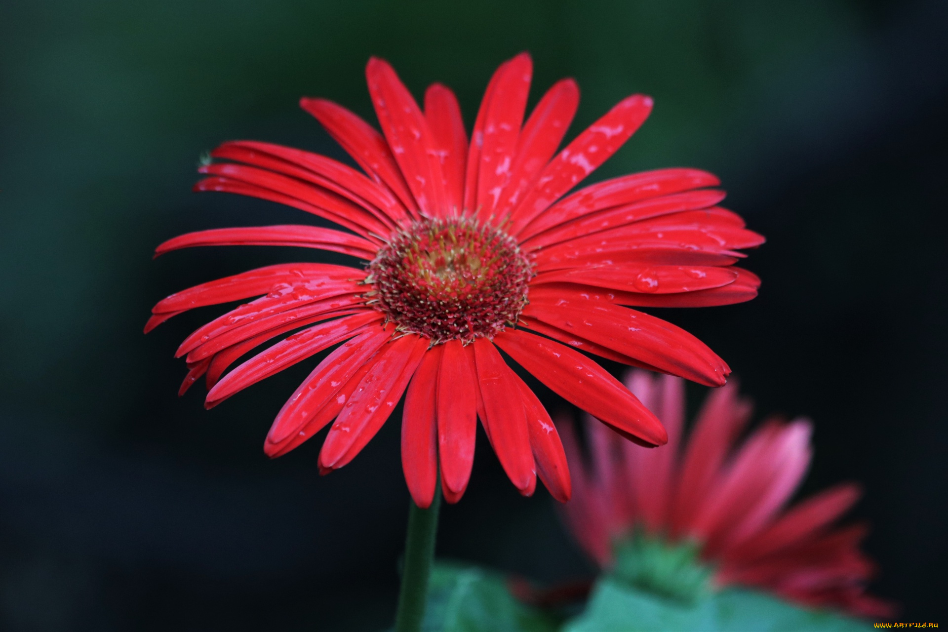 цветы, герберы, красная, гербера, макро, капли
