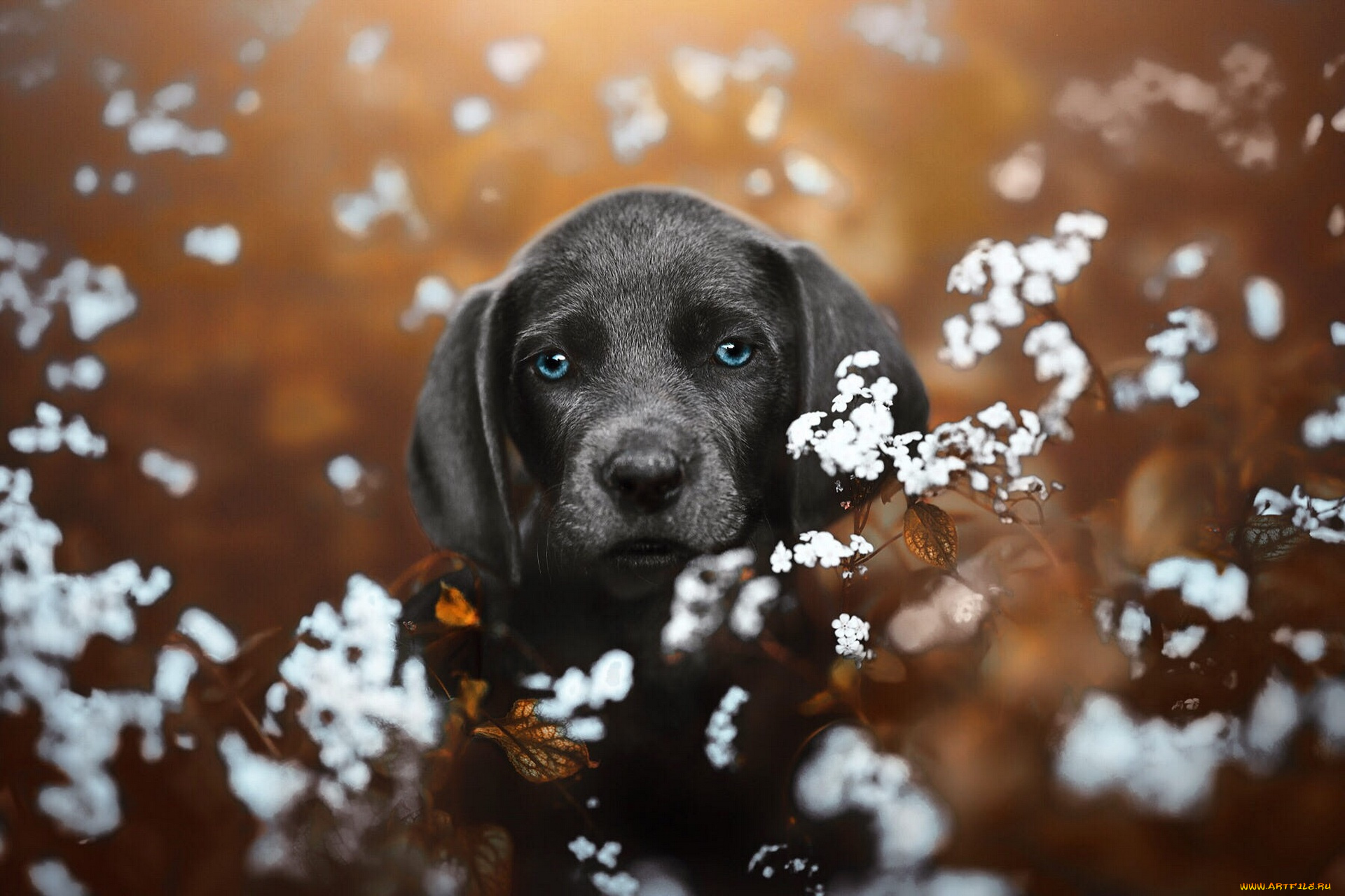 животные, собаки, собака