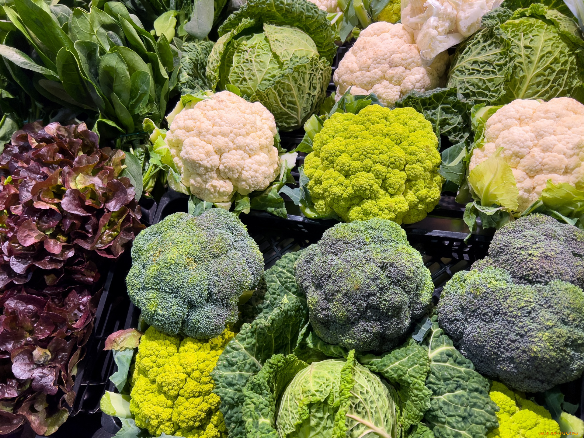 еда, капуста, и, её, разновидности, брокколи, капуста, цветная, савойская, ассорти