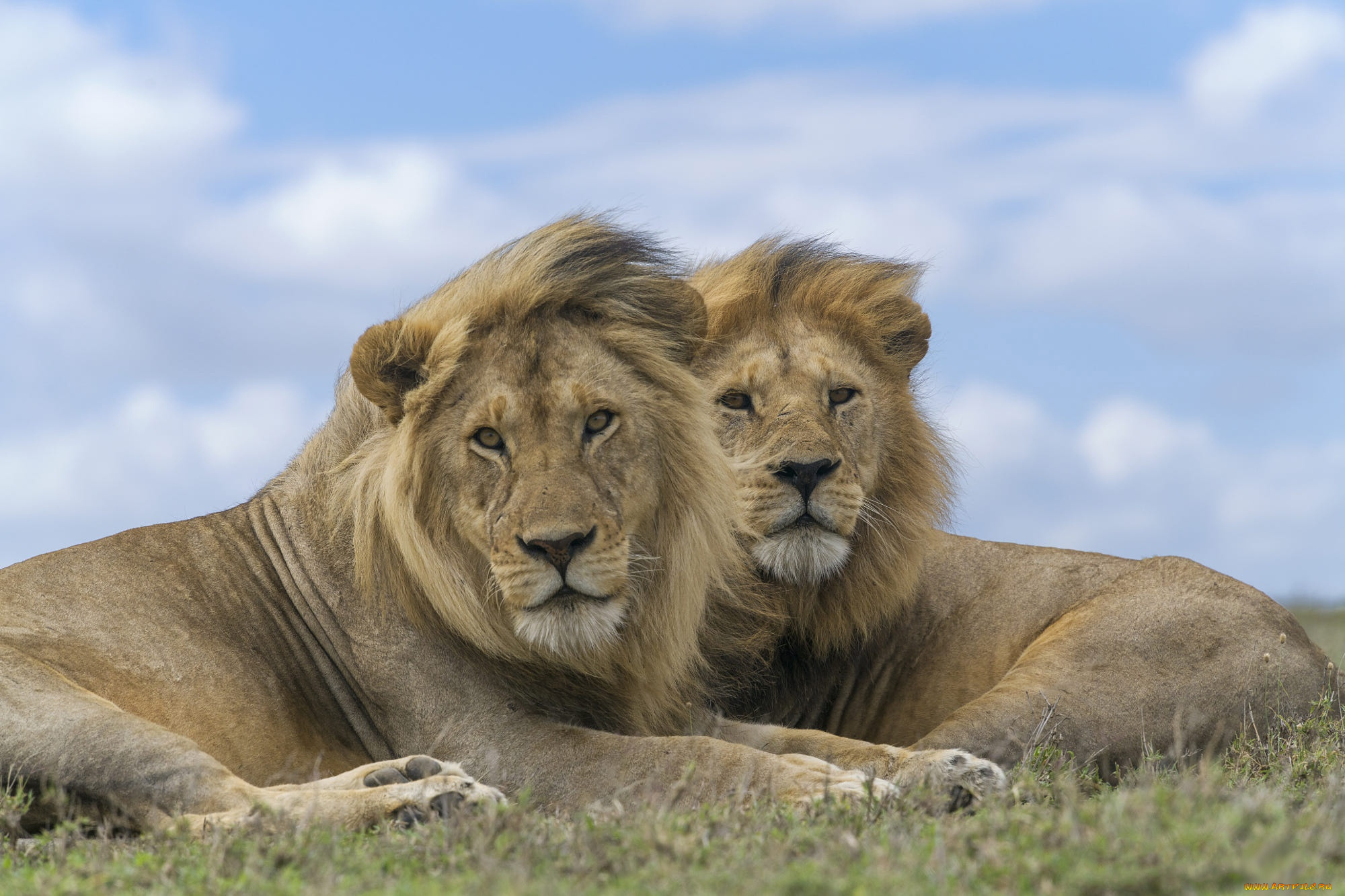 животные, львы