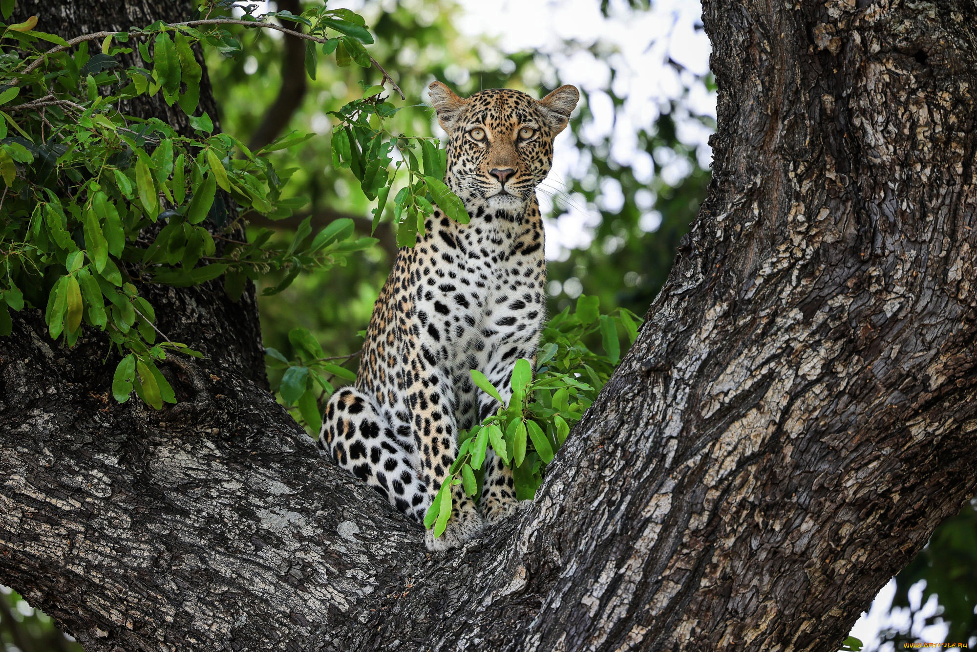 животные, леопарды, леопард
