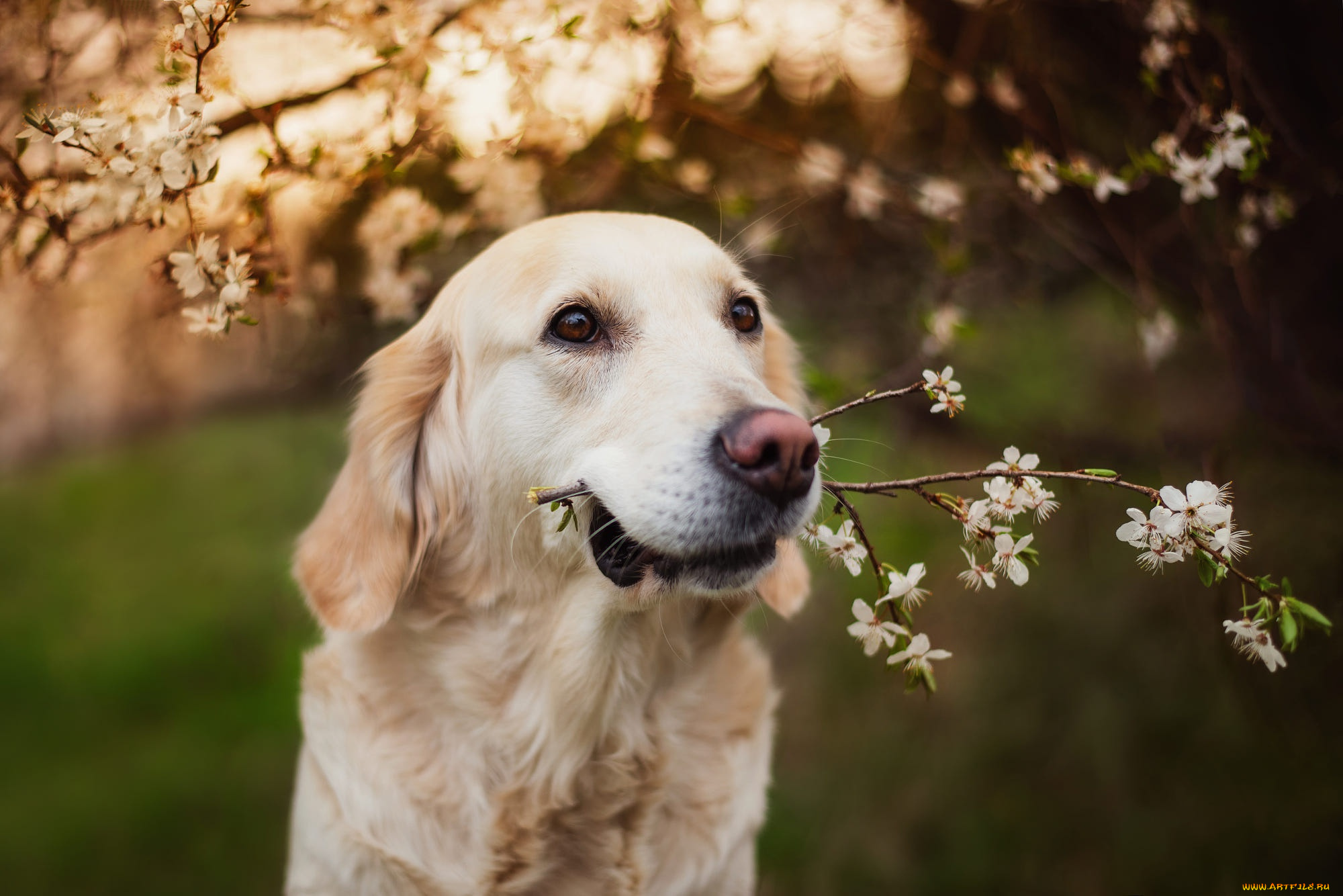 животные, собаки, собака