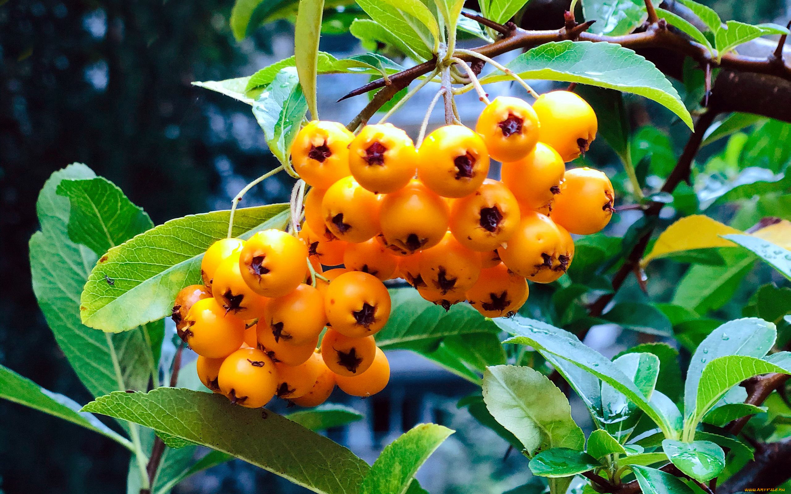 природа, ягоды, , рябина, рябина