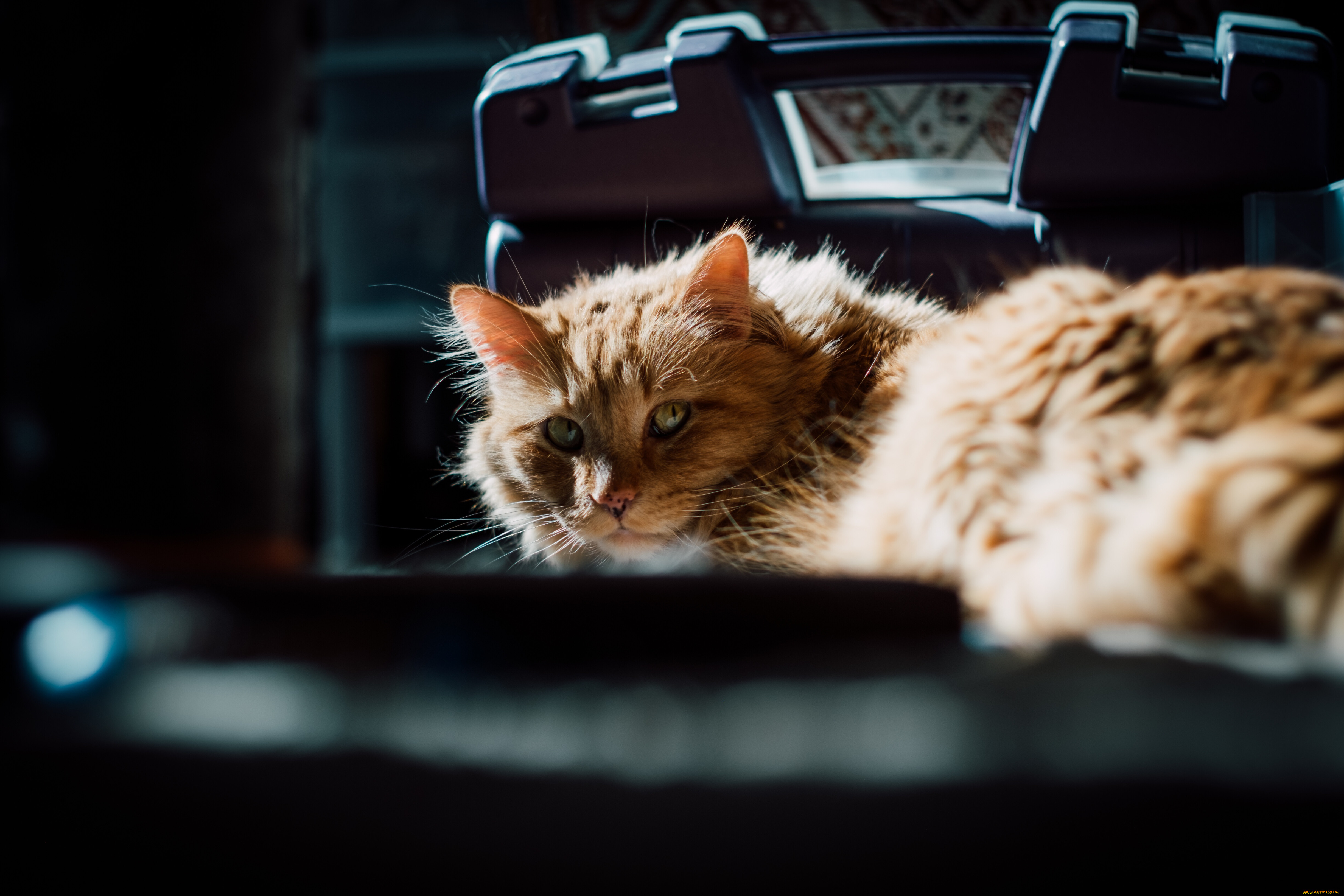 животные, коты, кот, кошка