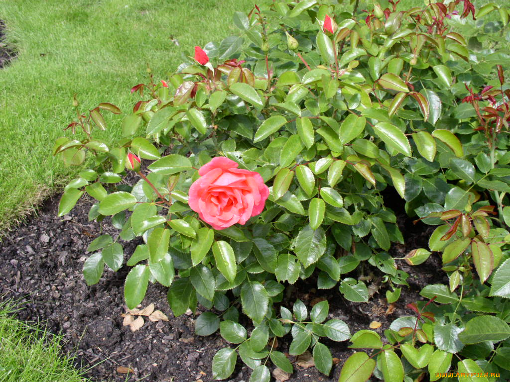 цветы, розы