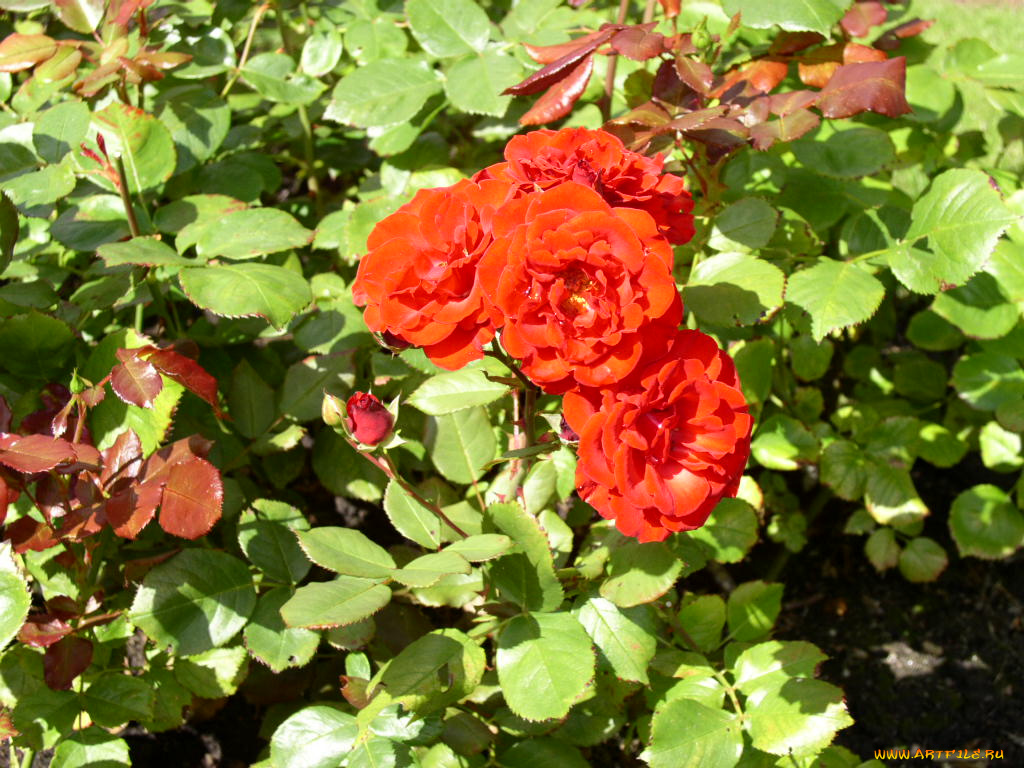 цветы, розы