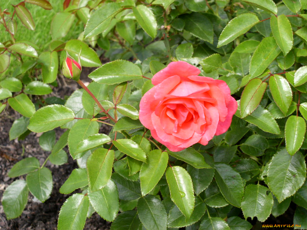 цветы, розы