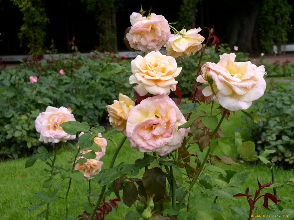 цветы, розы