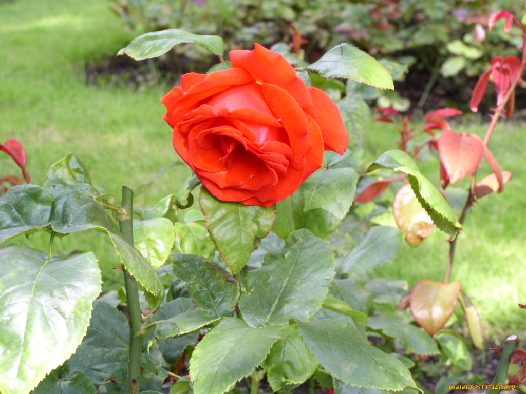 цветы, розы